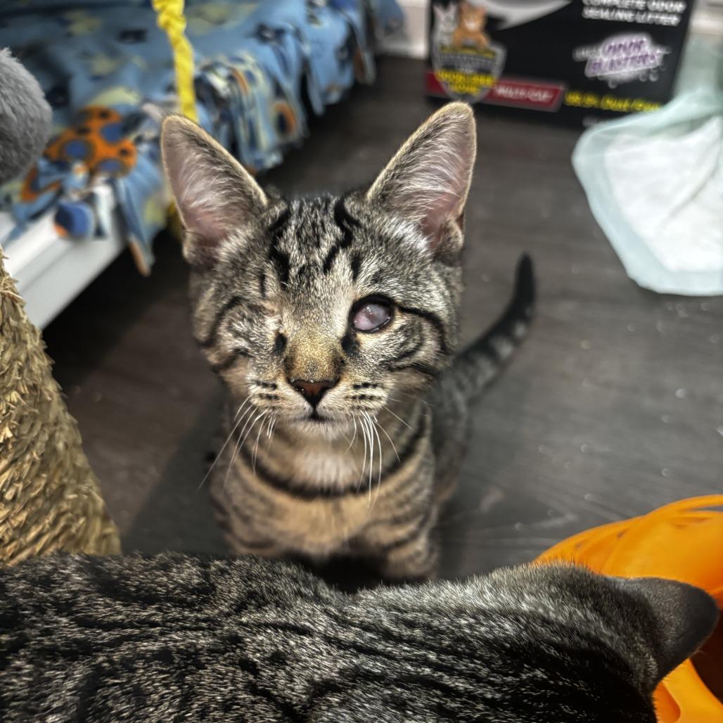 Teeny, Adoptable, Kitten Male Domestic Short Hair.