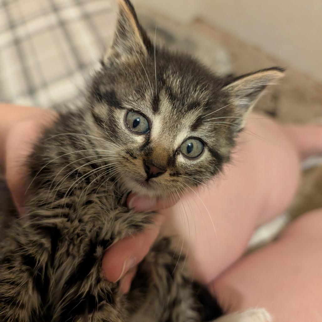 Baby, a Adoptable Domestic Long Hair in Rochester, MN image 2/4