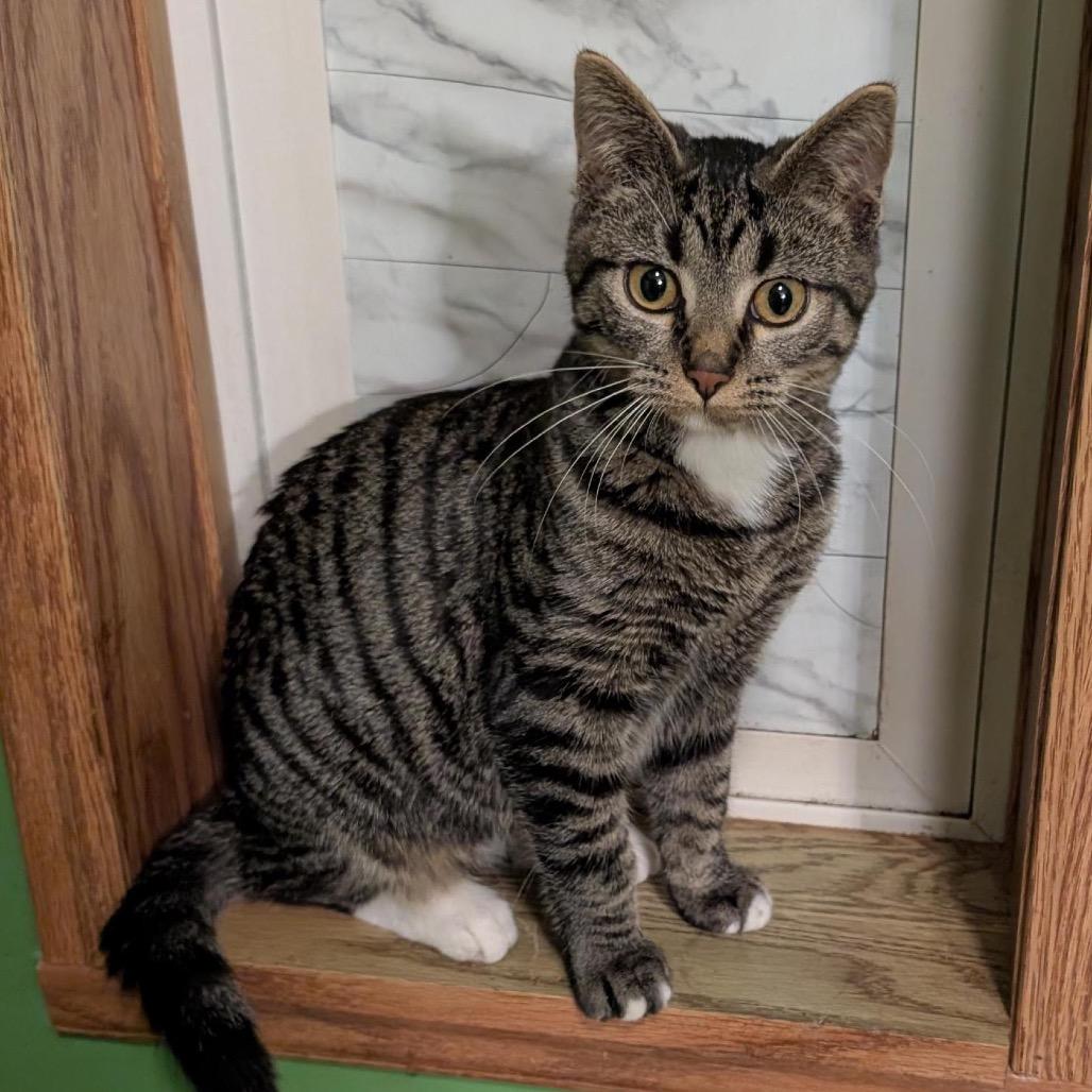 Baby, a Adoptable Domestic Long Hair in Rochester, MN image 3/4