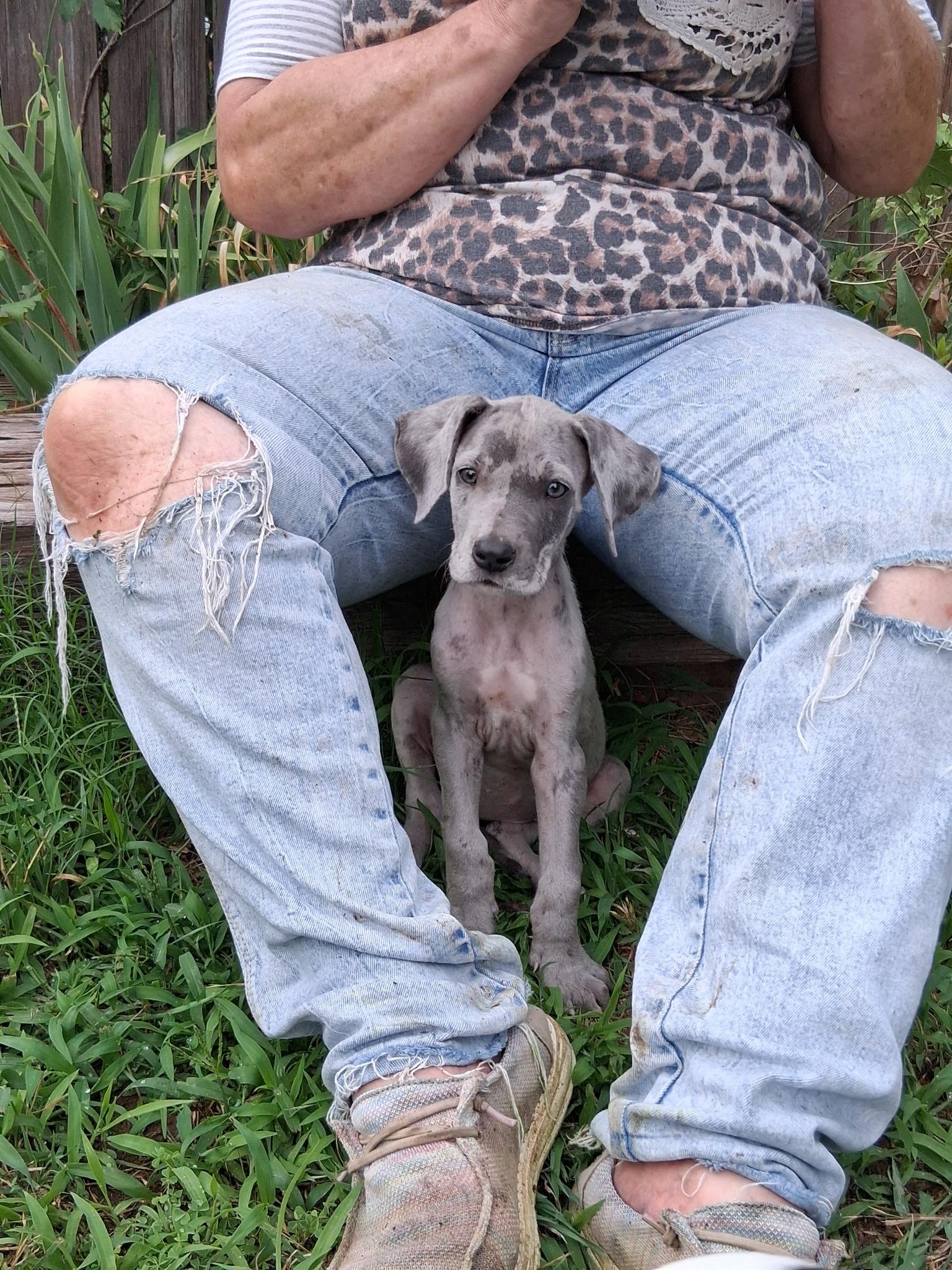 Zendaya, an adopted mixed breed in Carnegie, OK image 1/2