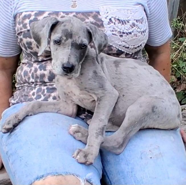 Zendaya, an adopted mixed breed in Carnegie, OK image 2/2