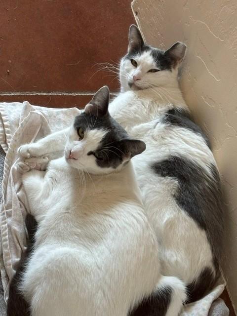 Enlarge Gemma, a Adoptable Domestic Short Hair in Sierra Vista, AZ image 2/5