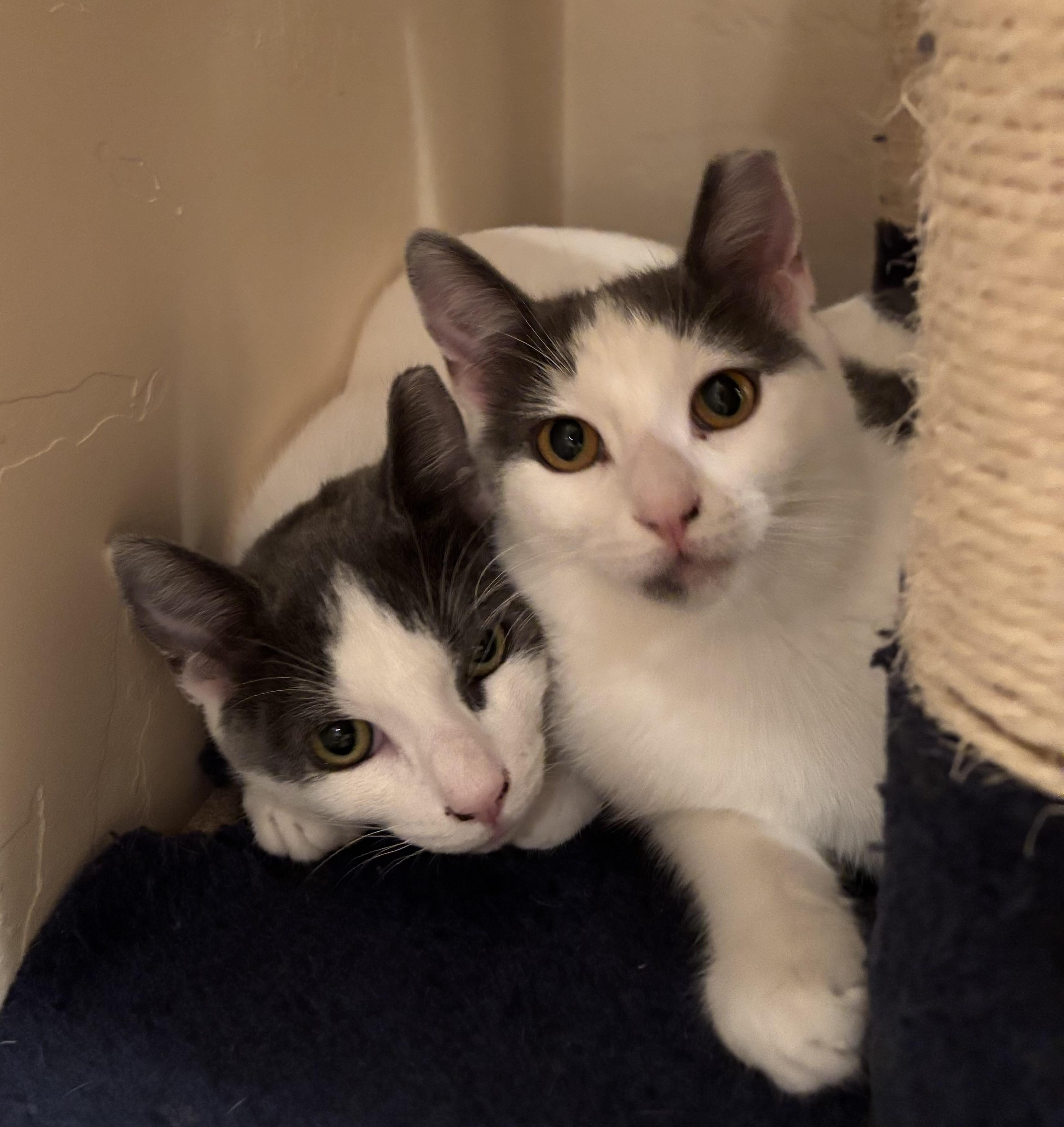 Gemma, Adoptable, Young Female Domestic Short Hair.