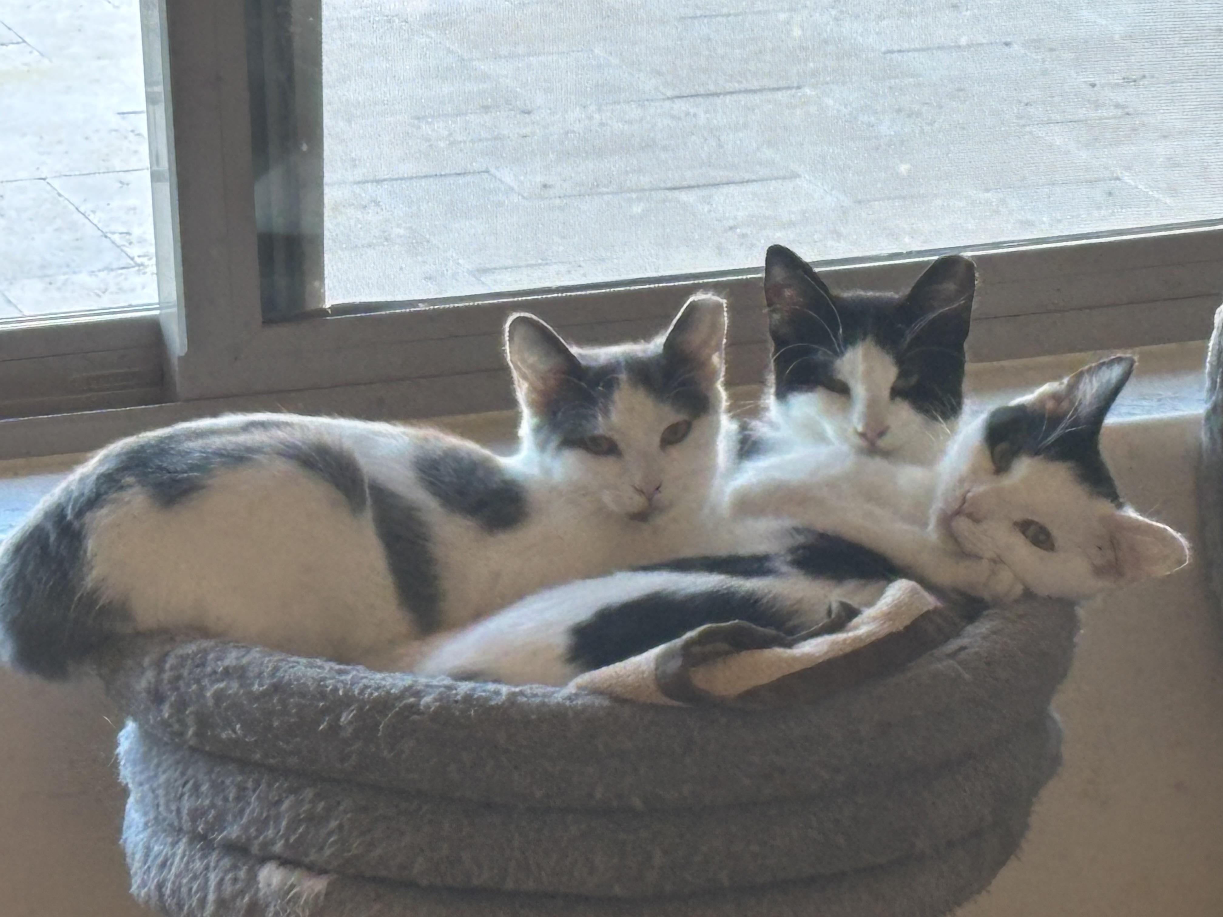 Enlarge Gemma, a Adoptable Domestic Short Hair in Sierra Vista, AZ image 2/3