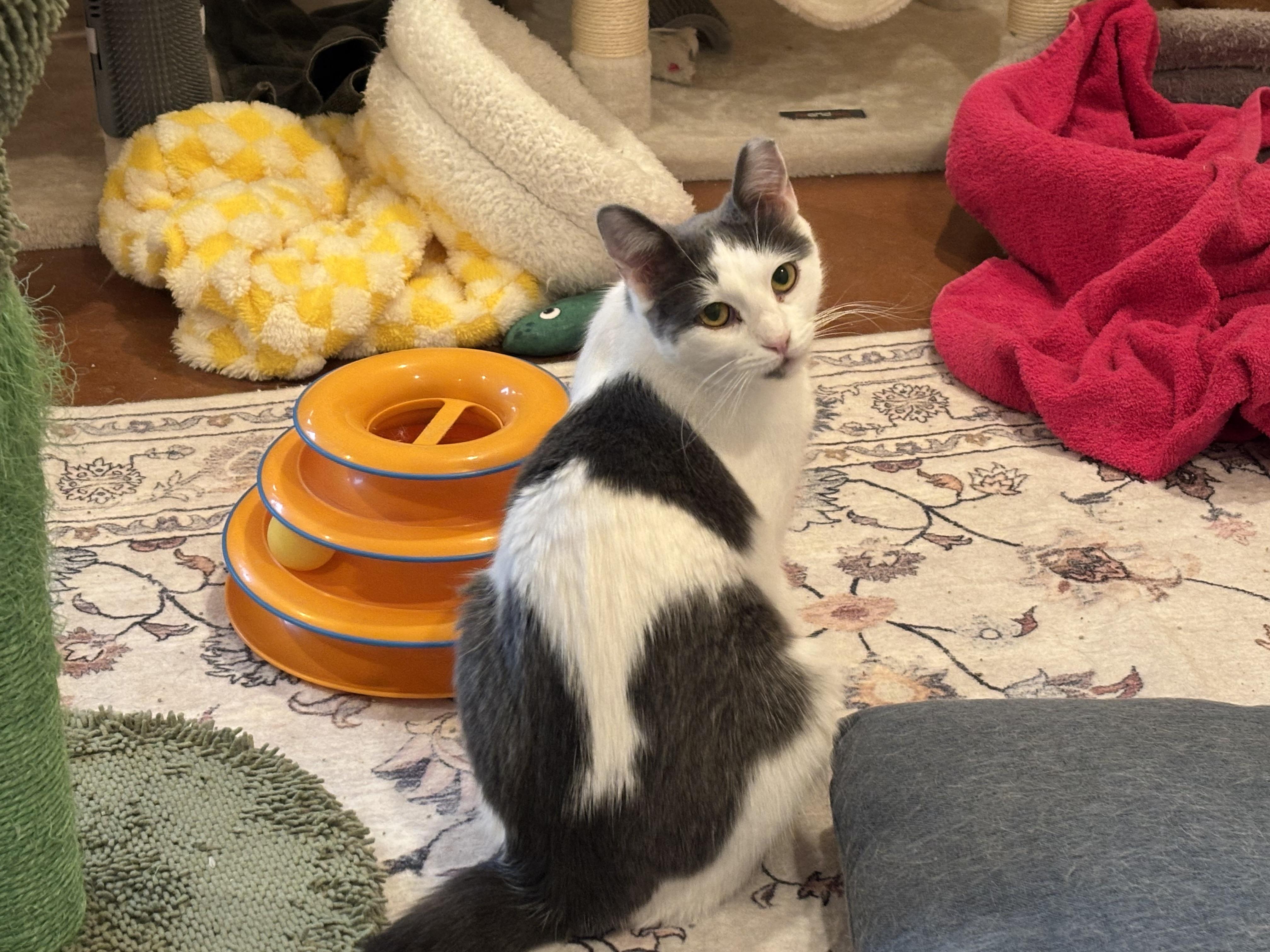 Gemma, Adoptable, Adult Female Domestic Short Hair.