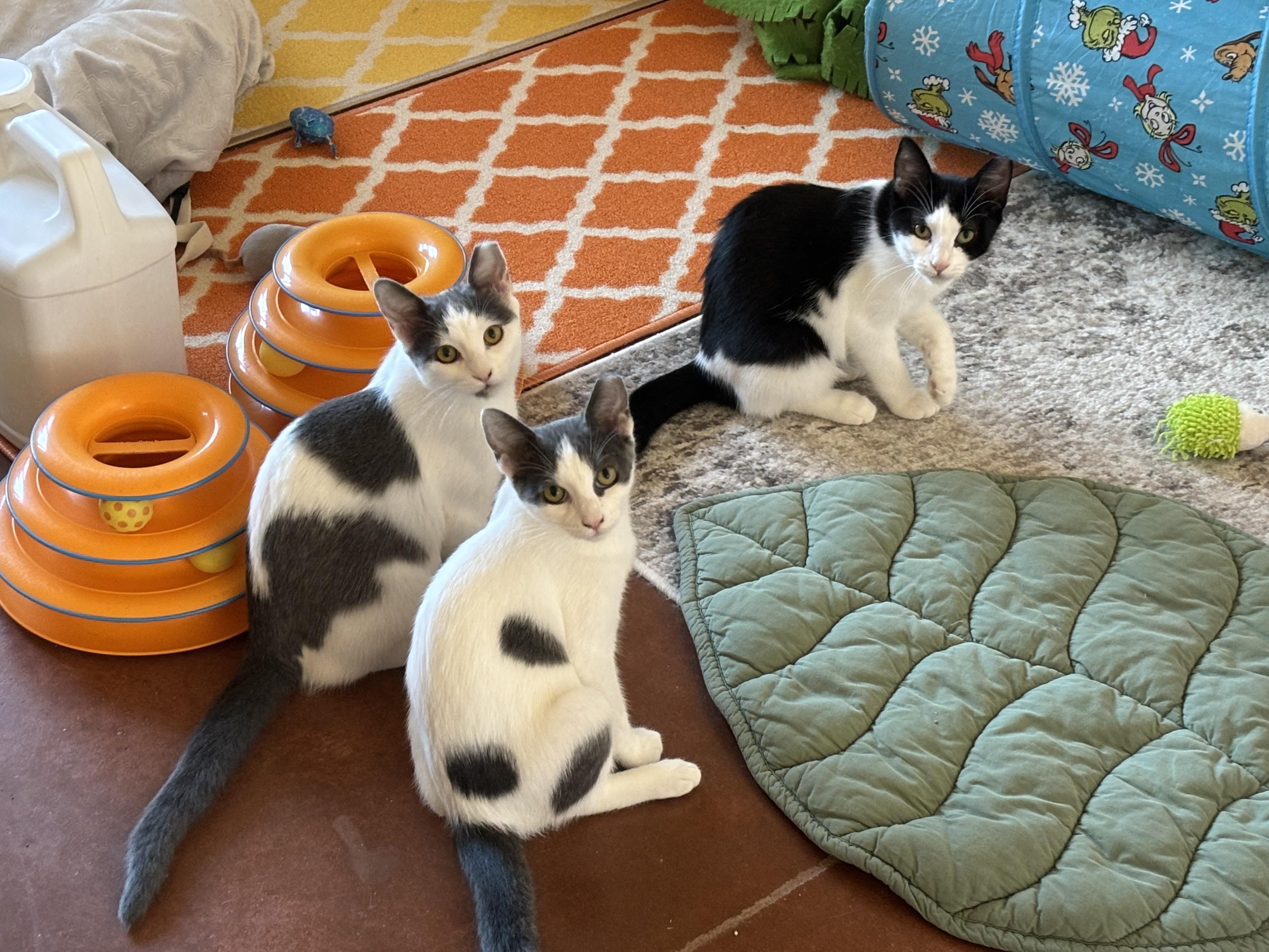 Enlarge Gemma, a Adoptable Domestic Short Hair in Sierra Vista, AZ image 3/3