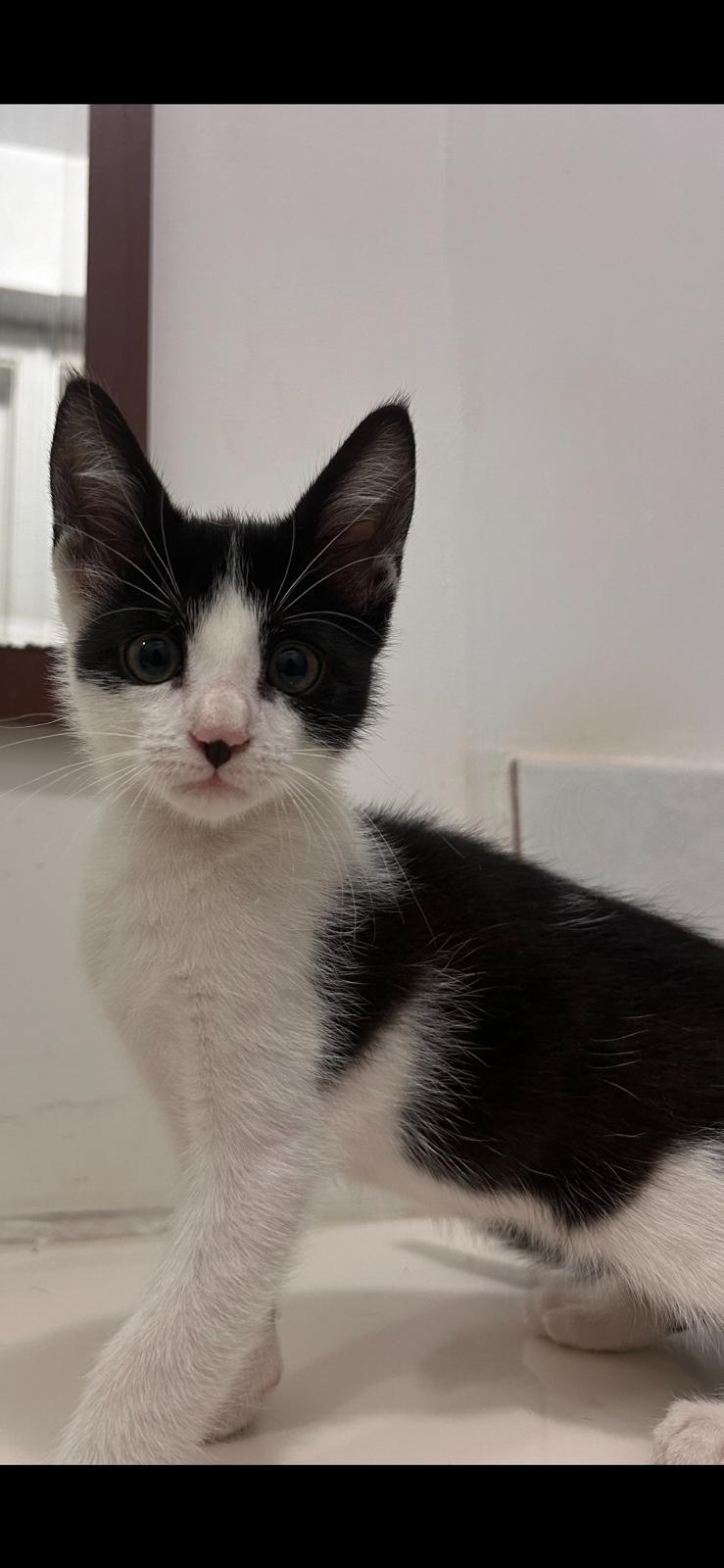 Ozzy, adopted, Kitten Male Domestic Short Hair.