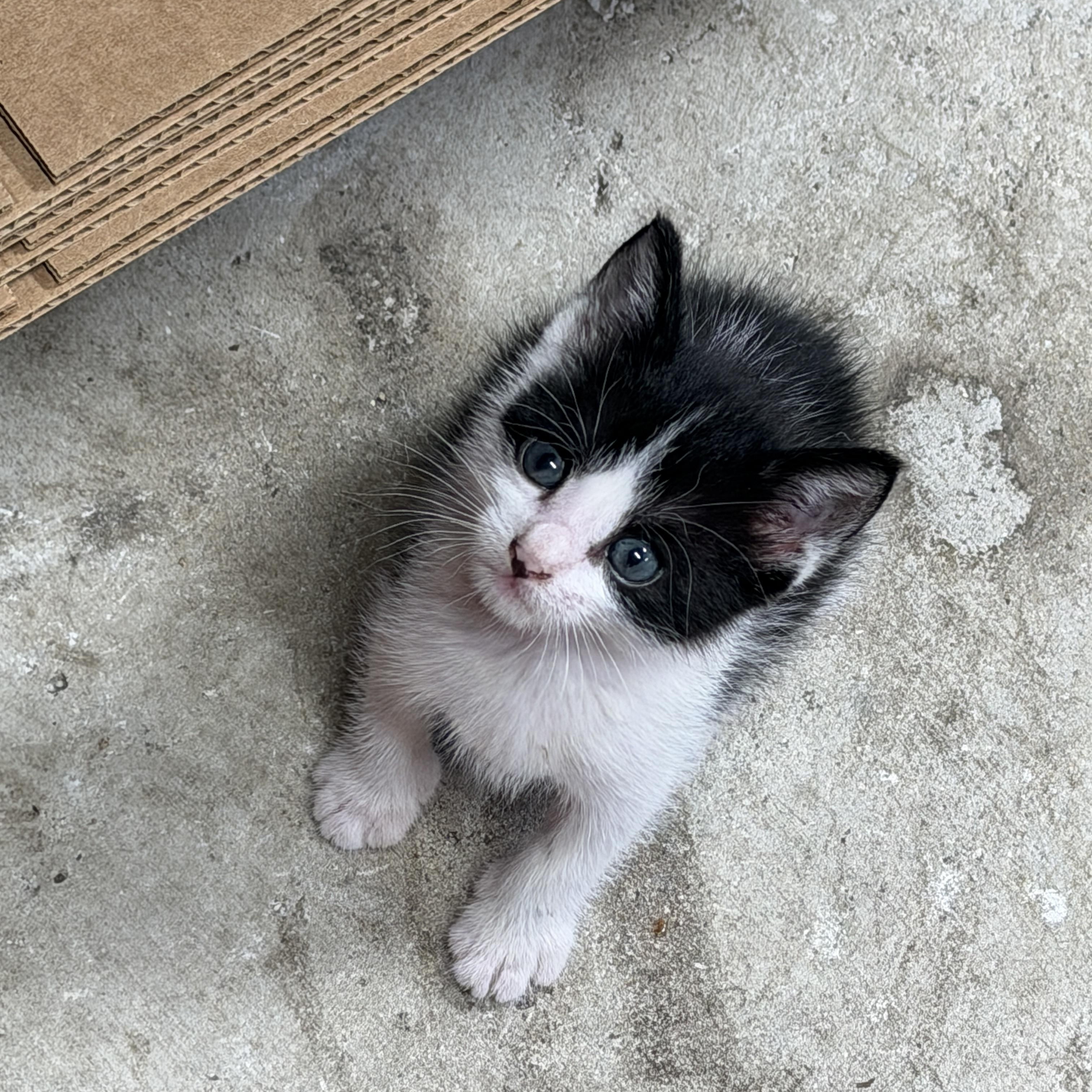 Ozzy, an adopted Domestic Short Hair in Miami, FL image 2/4