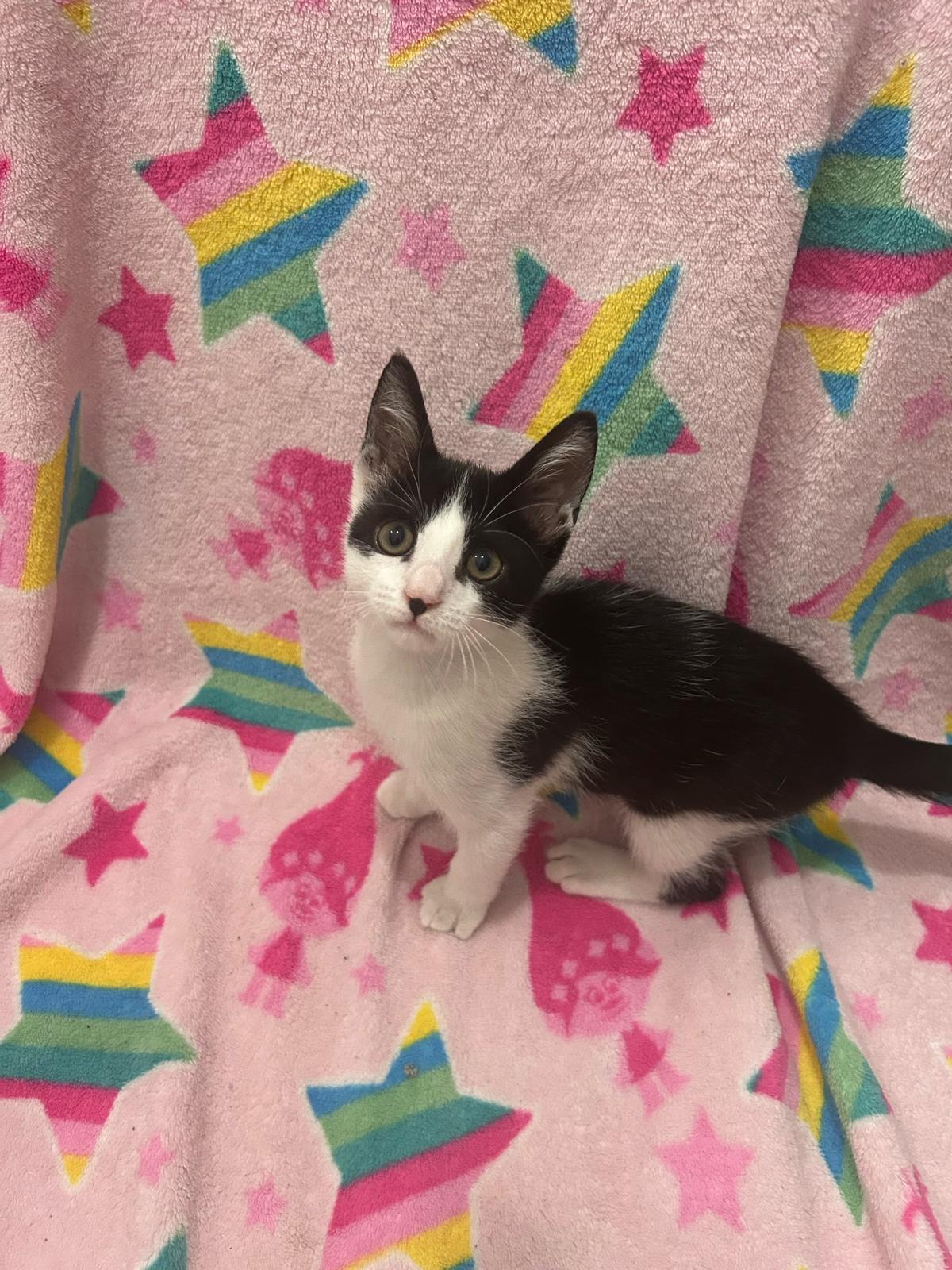 Ozzy, an adopted Domestic Short Hair in Miami, FL image 3/4