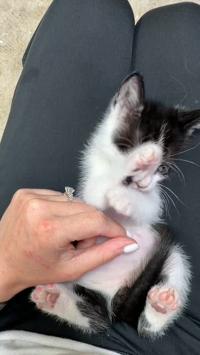 Enlarge Ozzy, an adopted Domestic Short Hair in Miami, FL video 4/4