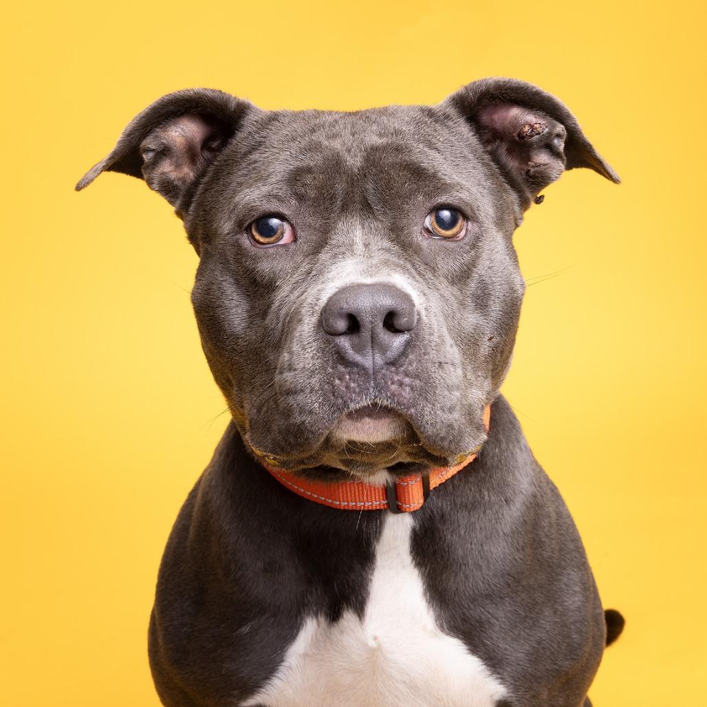 Scarlette, Adoptable, Adult Female Pit Bull Terrier.