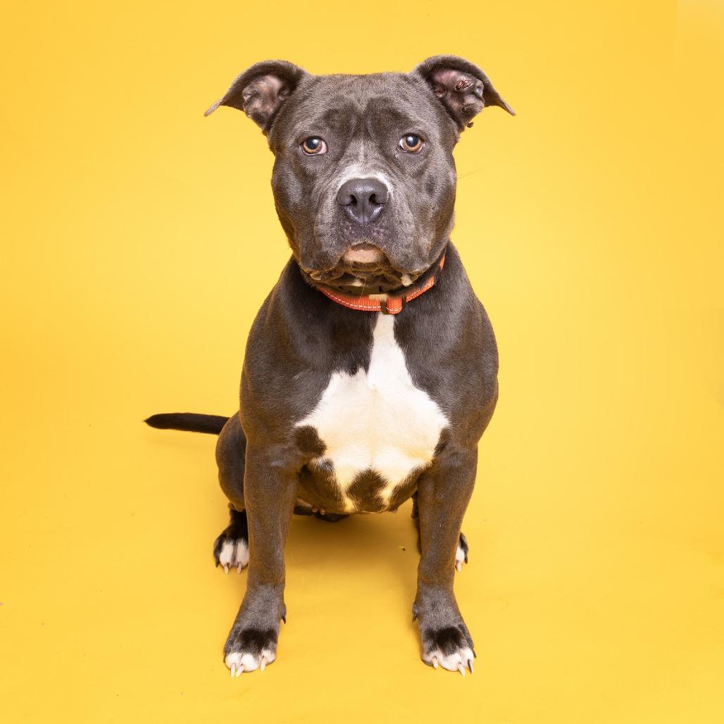 Scarlette, a Adoptable Pit Bull Terrier image 2/2