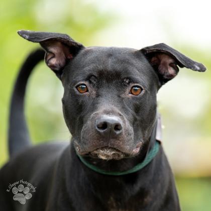 Kol, Adoptable, Adult Male Labrador Retriever & Pit Bull Terrier.