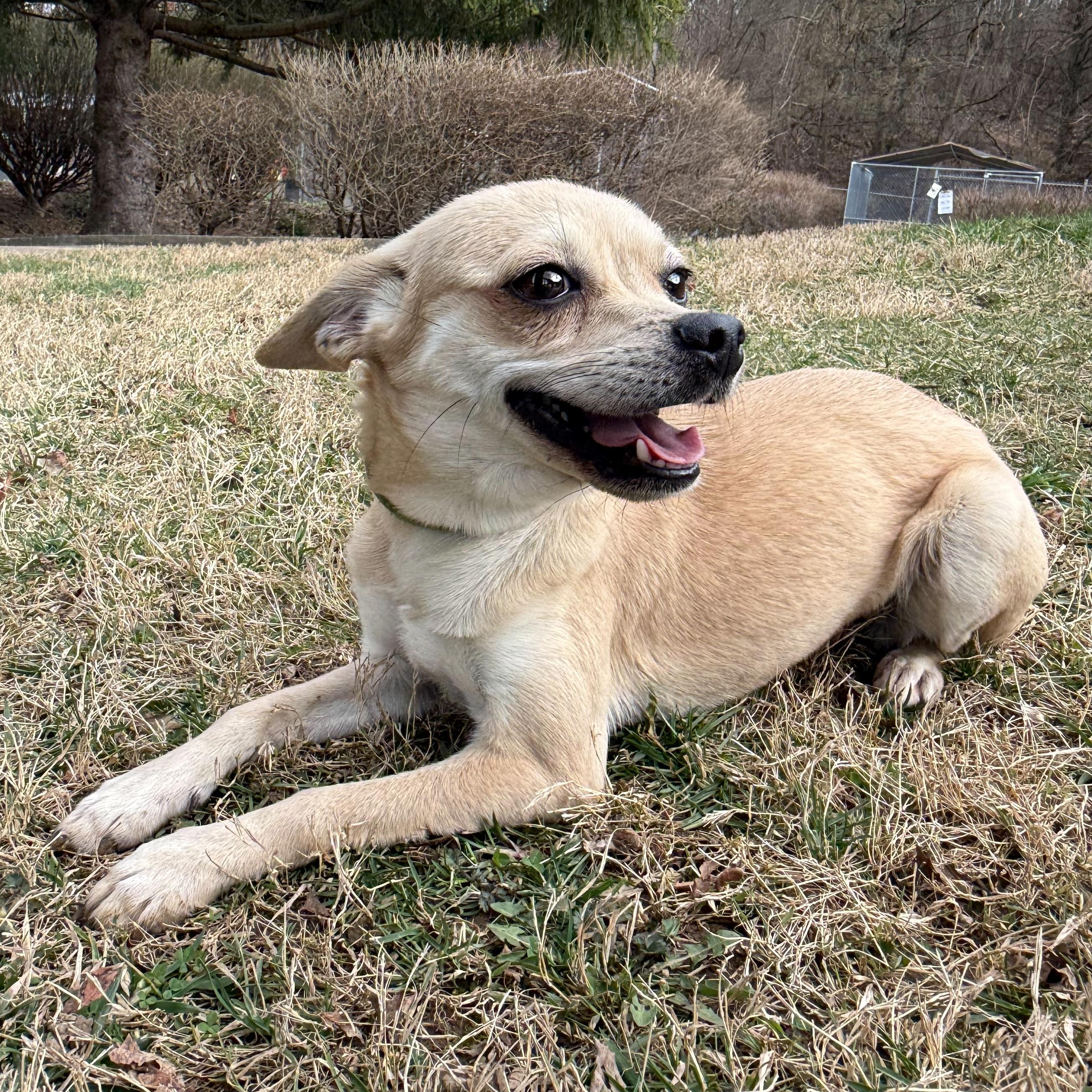 Rose, an adopted mixed breed in Latrobe, PA image 2/6
