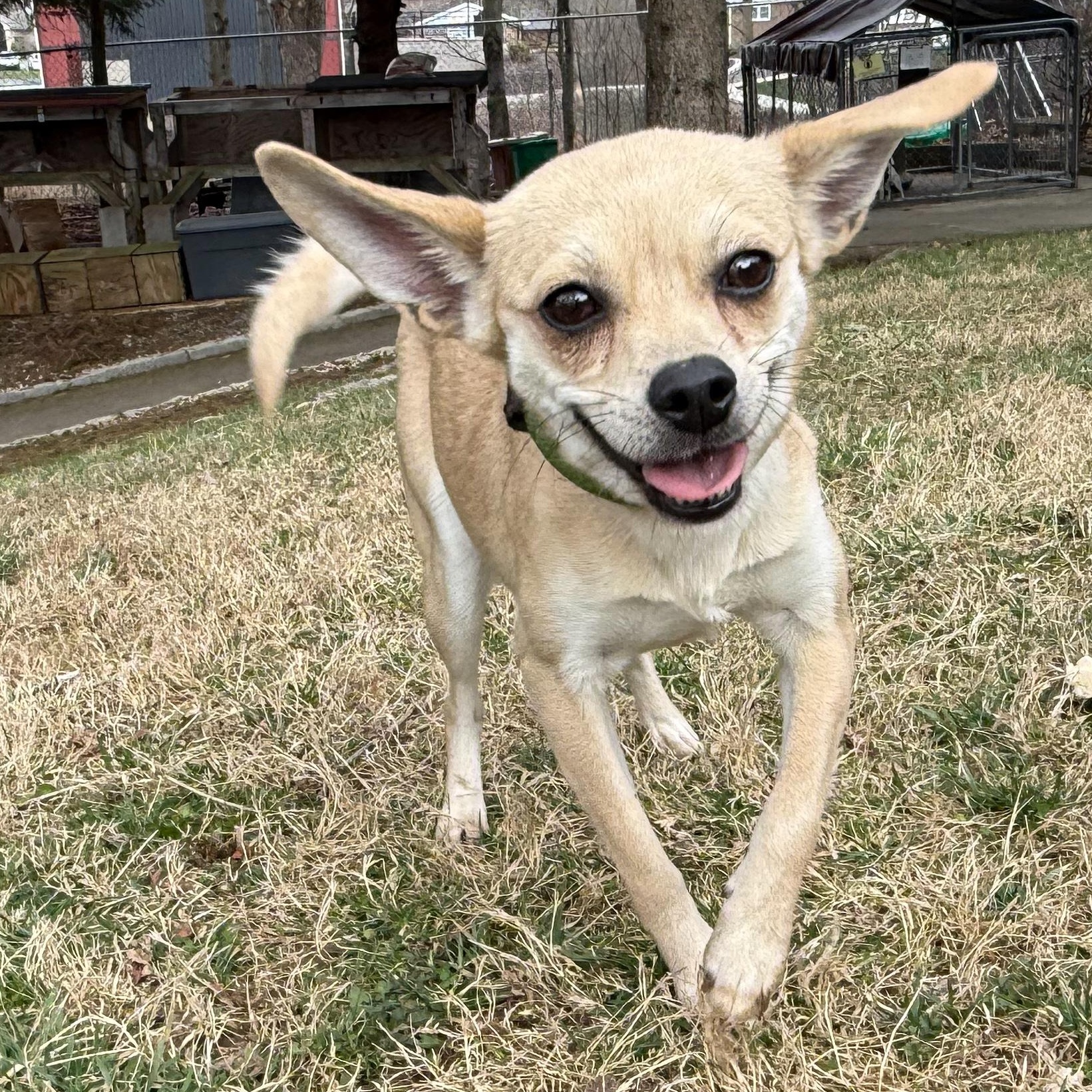 Rose, an adopted mixed breed in Latrobe, PA image 4/6