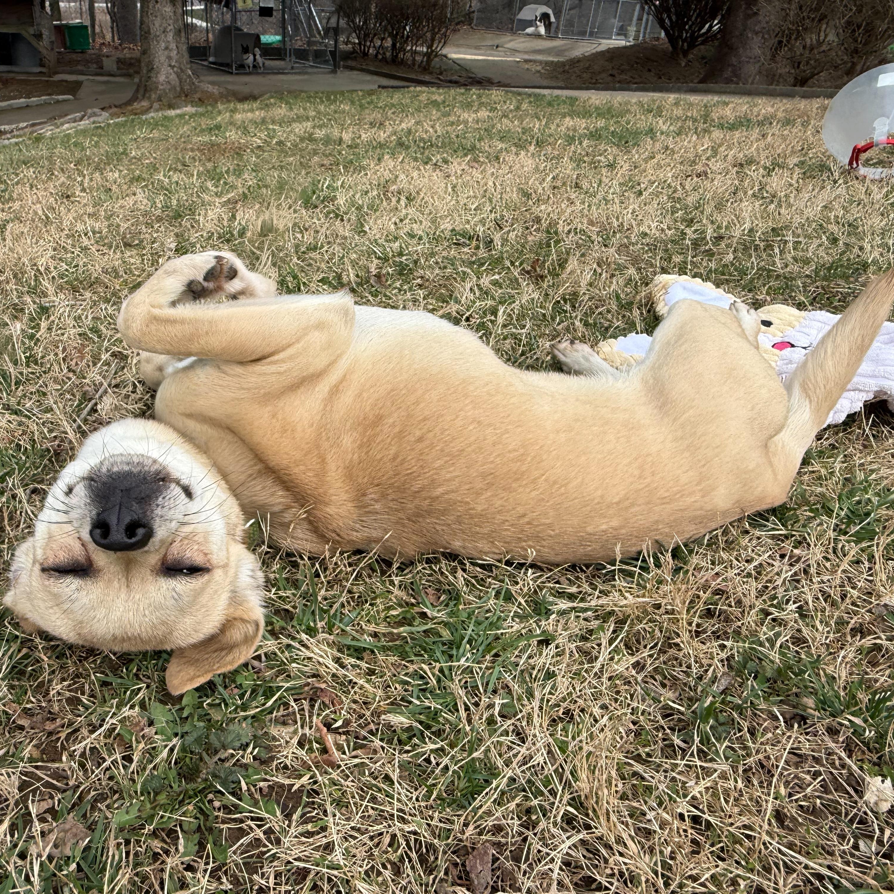 Rose, an adopted mixed breed in Latrobe, PA image 6/6