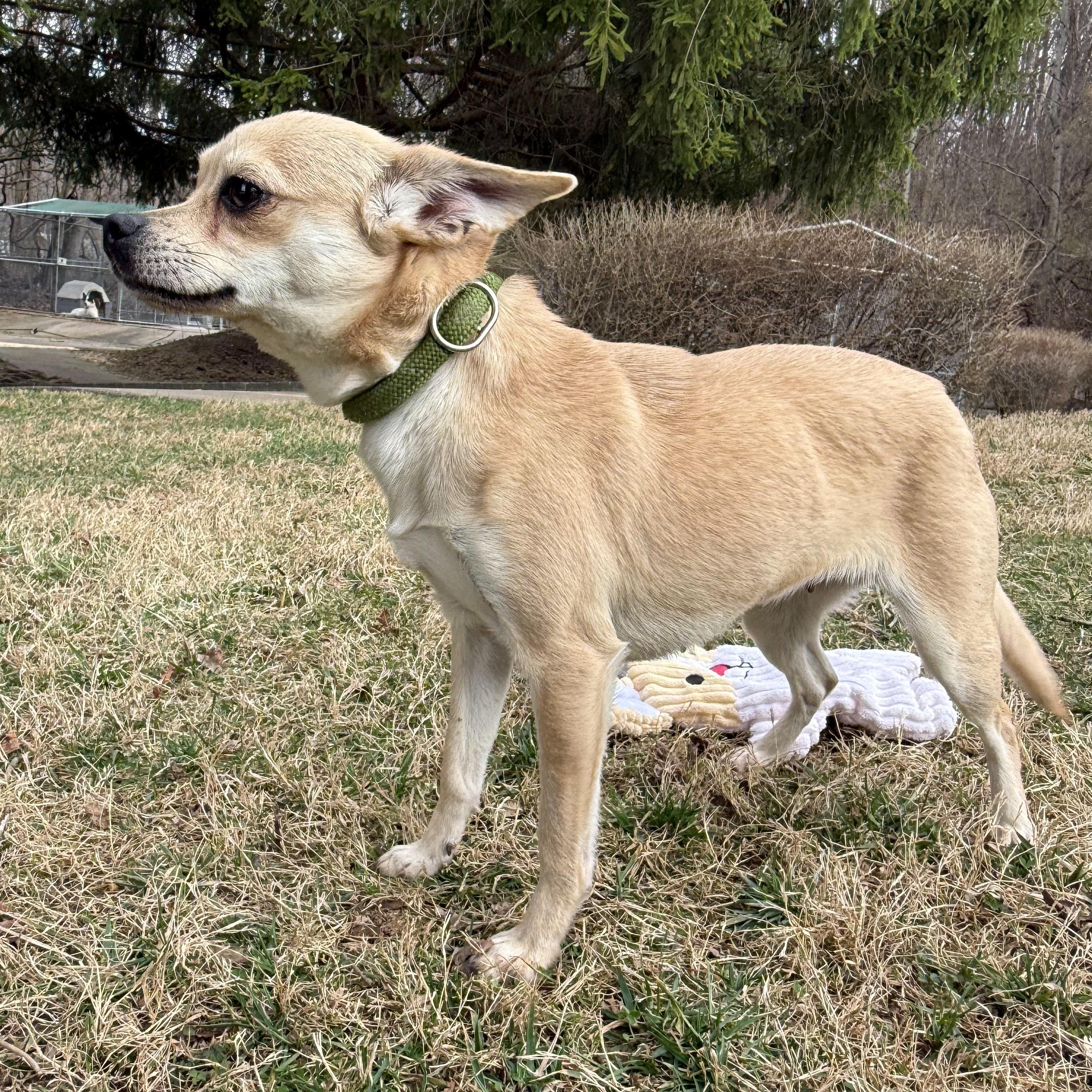 Rose, an adopted mixed breed in Latrobe, PA image 5/6