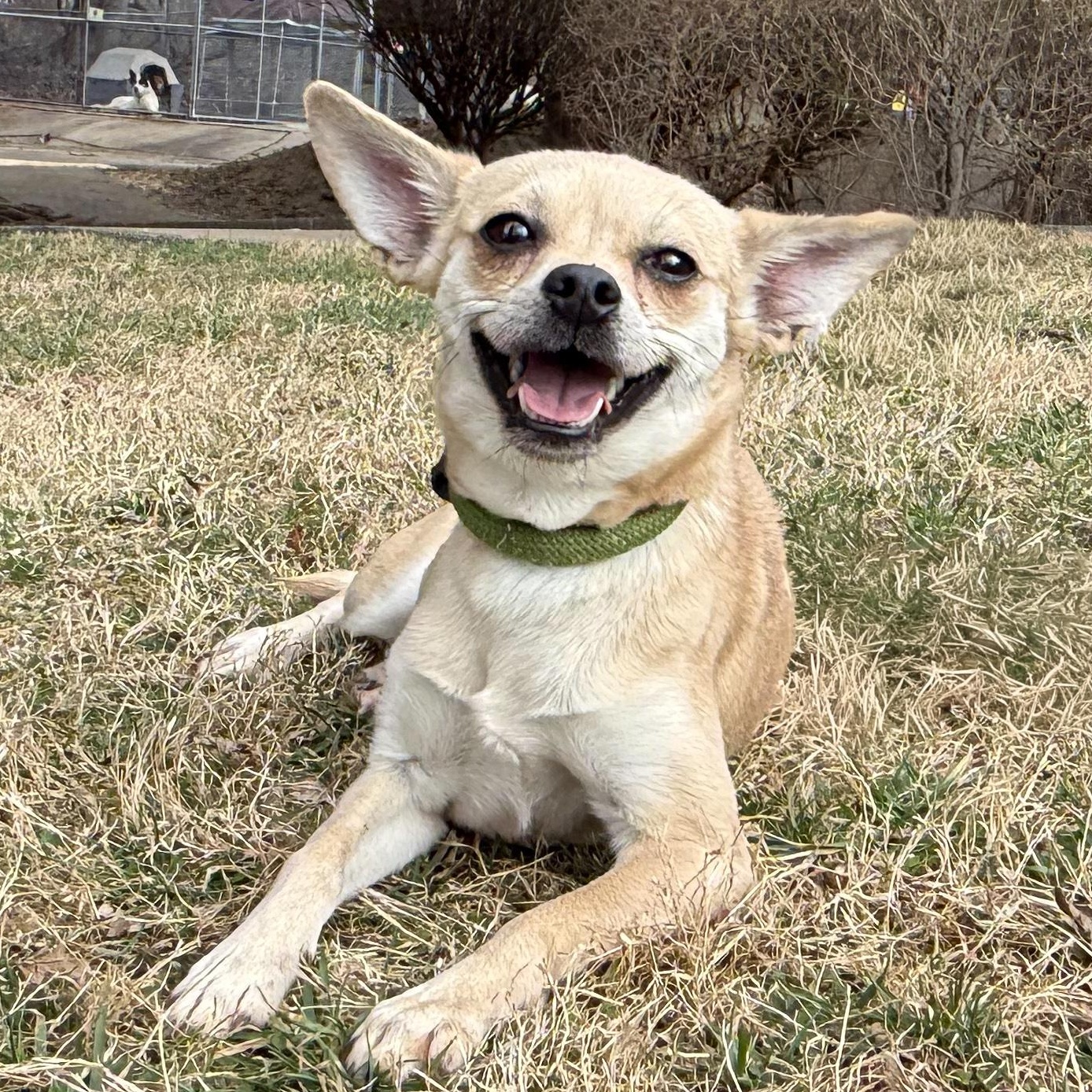 Rose, an adopted mixed breed in Latrobe, PA image 1/6