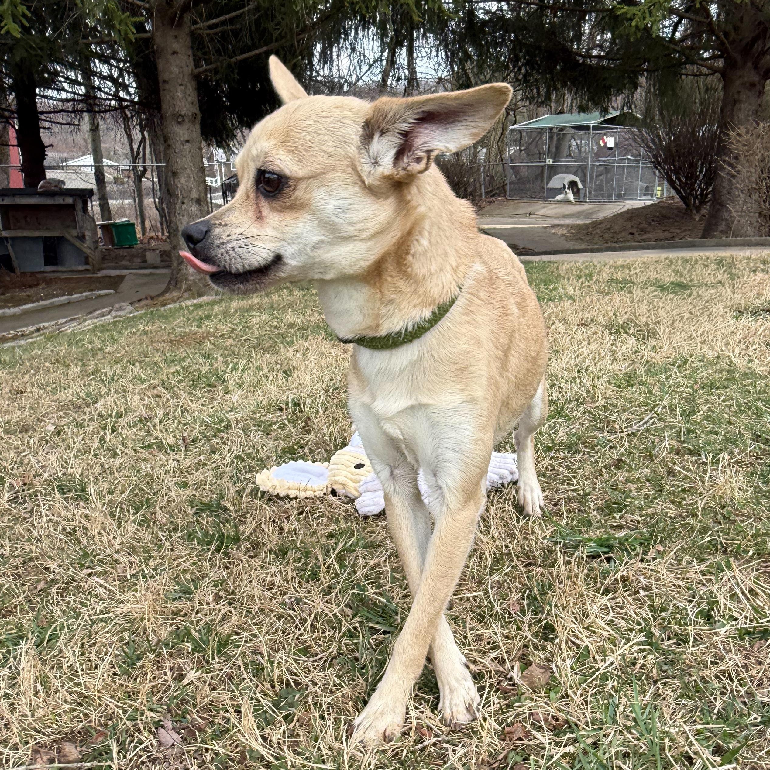 Rose, an adopted mixed breed in Latrobe, PA image 3/6