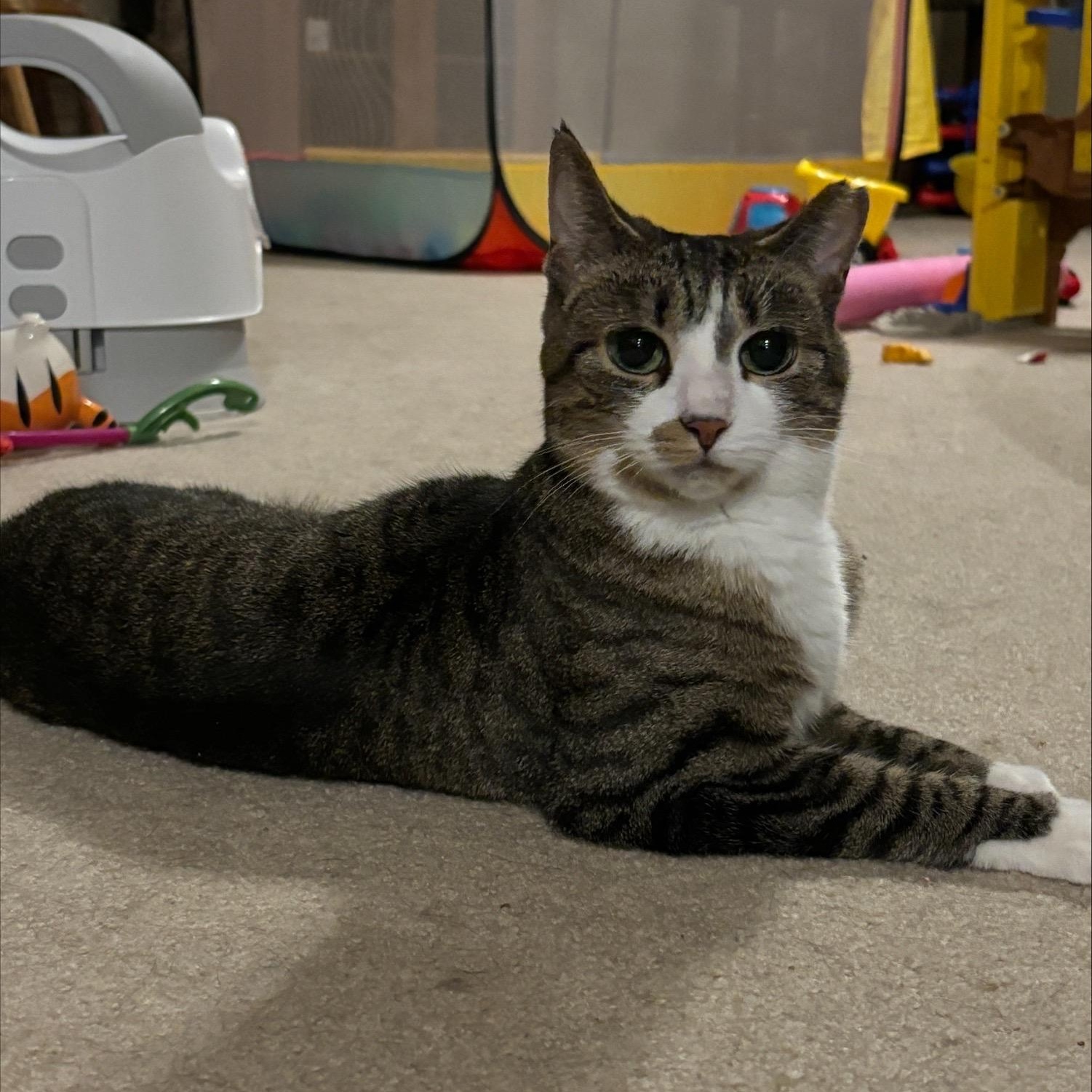 Luna & Lucy, a Adoptable Domestic Short Hair in Salt Point, NY image 1/6