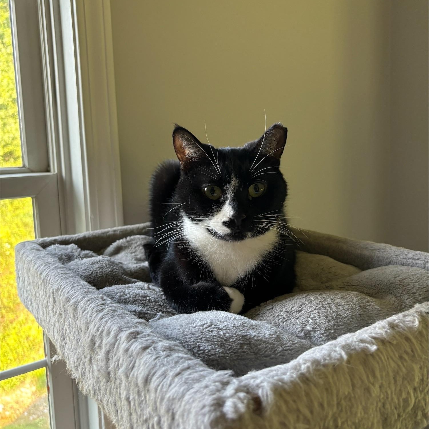 Luna & Lucy, a Adoptable Domestic Short Hair in Salt Point, NY image 3/6