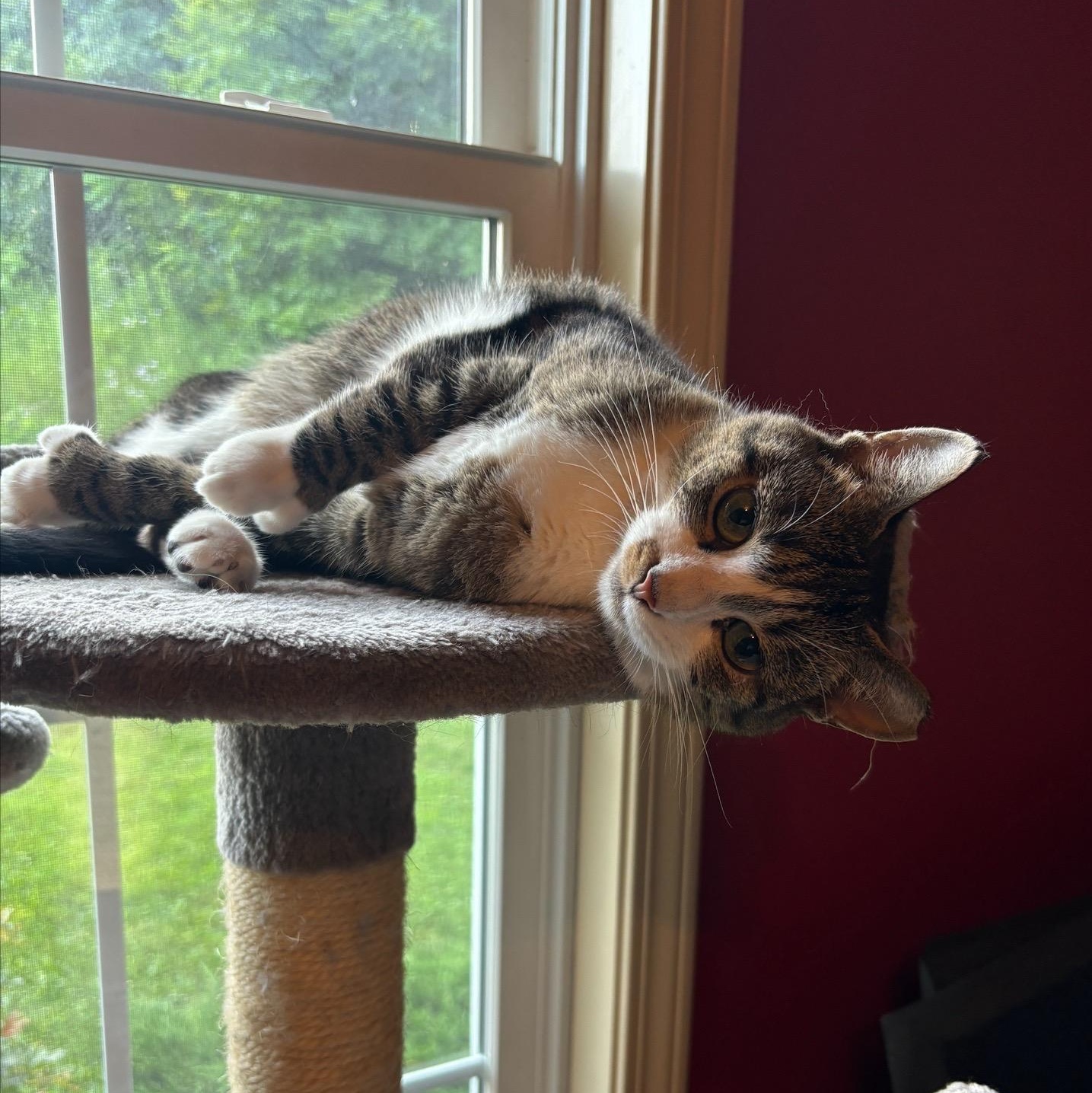 Luna & Lucy, a Adoptable Domestic Short Hair in Salt Point, NY image 4/6