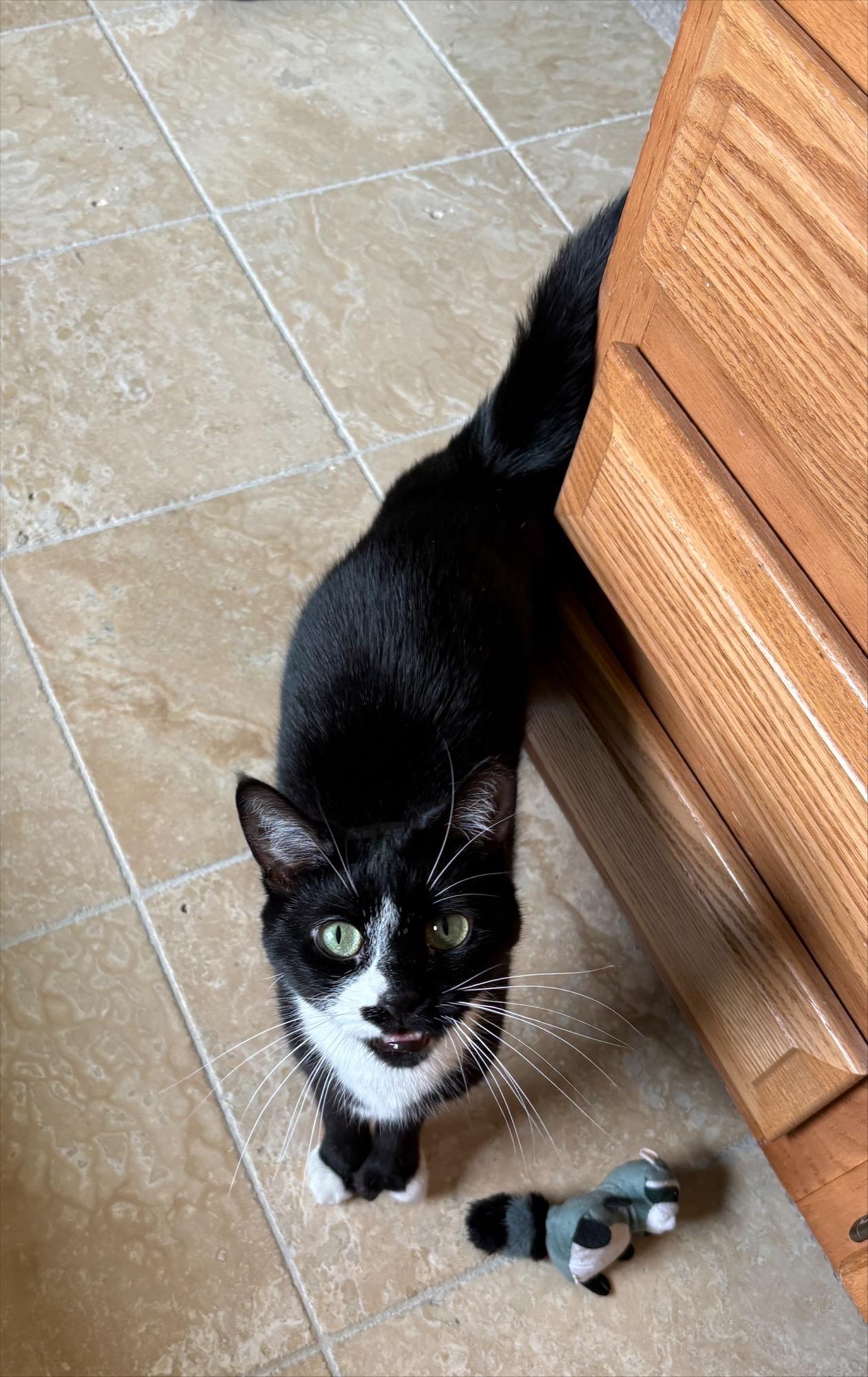 Luna & Lucy, a Adoptable Domestic Short Hair in Salt Point, NY image 6/6