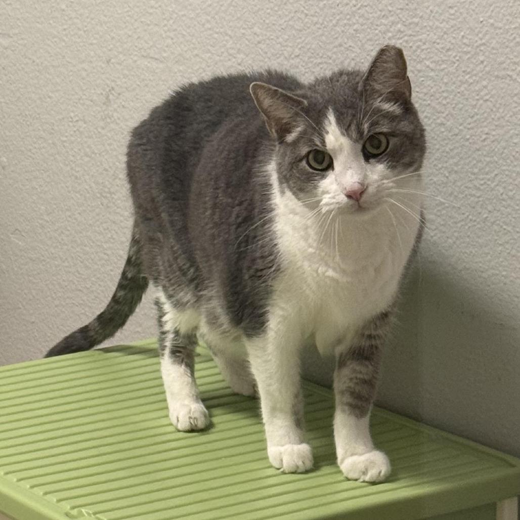 Troops, Adoptable, Senior Male Domestic Short Hair.