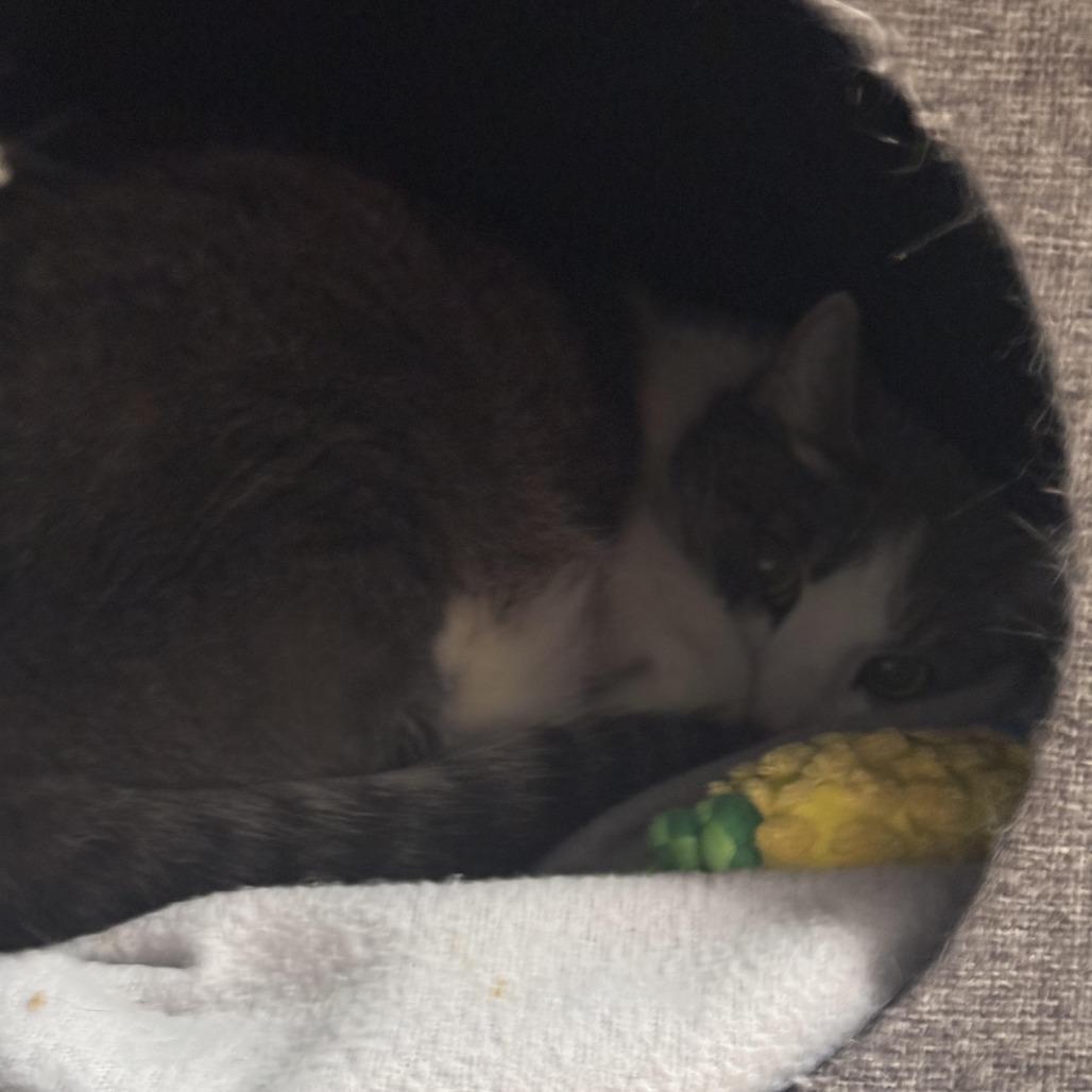 Troops, Adoptable, Senior Male Domestic Short Hair.