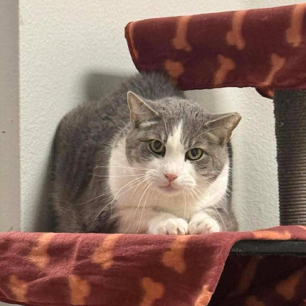 Troops, a Adoptable Domestic Short Hair in Titusville, FL image 2/3