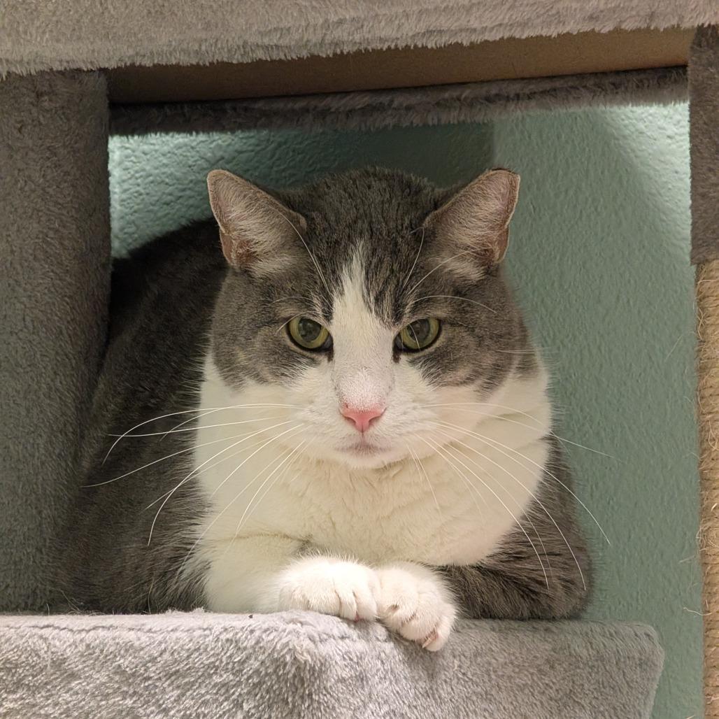 Troops — thumbnail 3