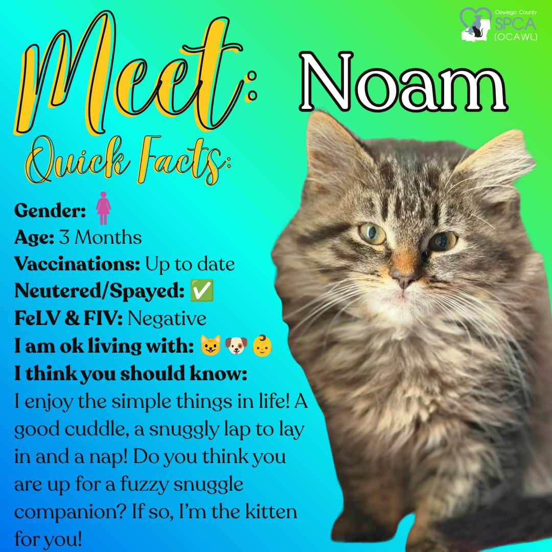 Noam, an adopted Tiger in Fulton, NY image 1/6