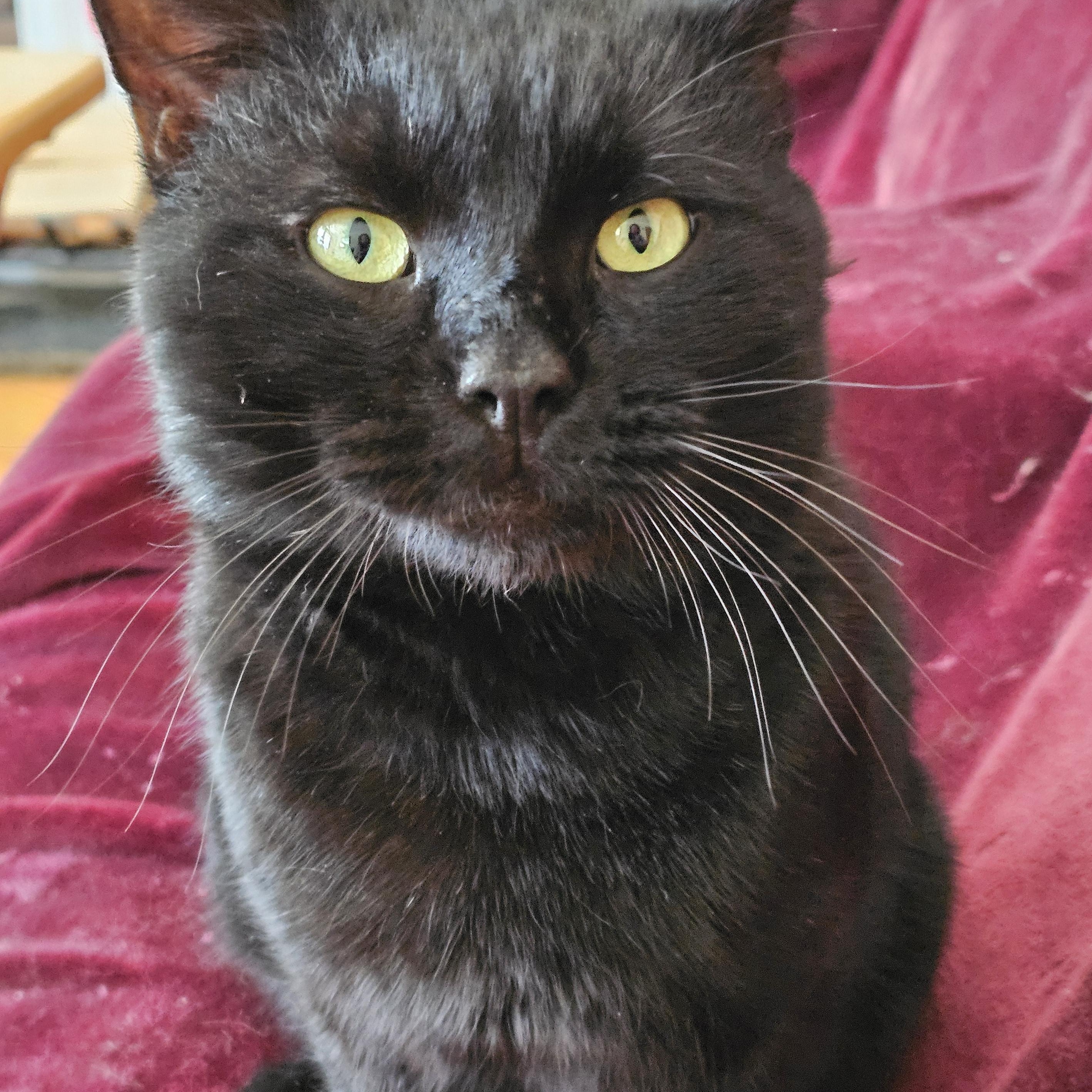 Enlarge Rod Courtesy Post , a ADOPTABLE Domestic Short Hair in Clifton, NJ image 2/5