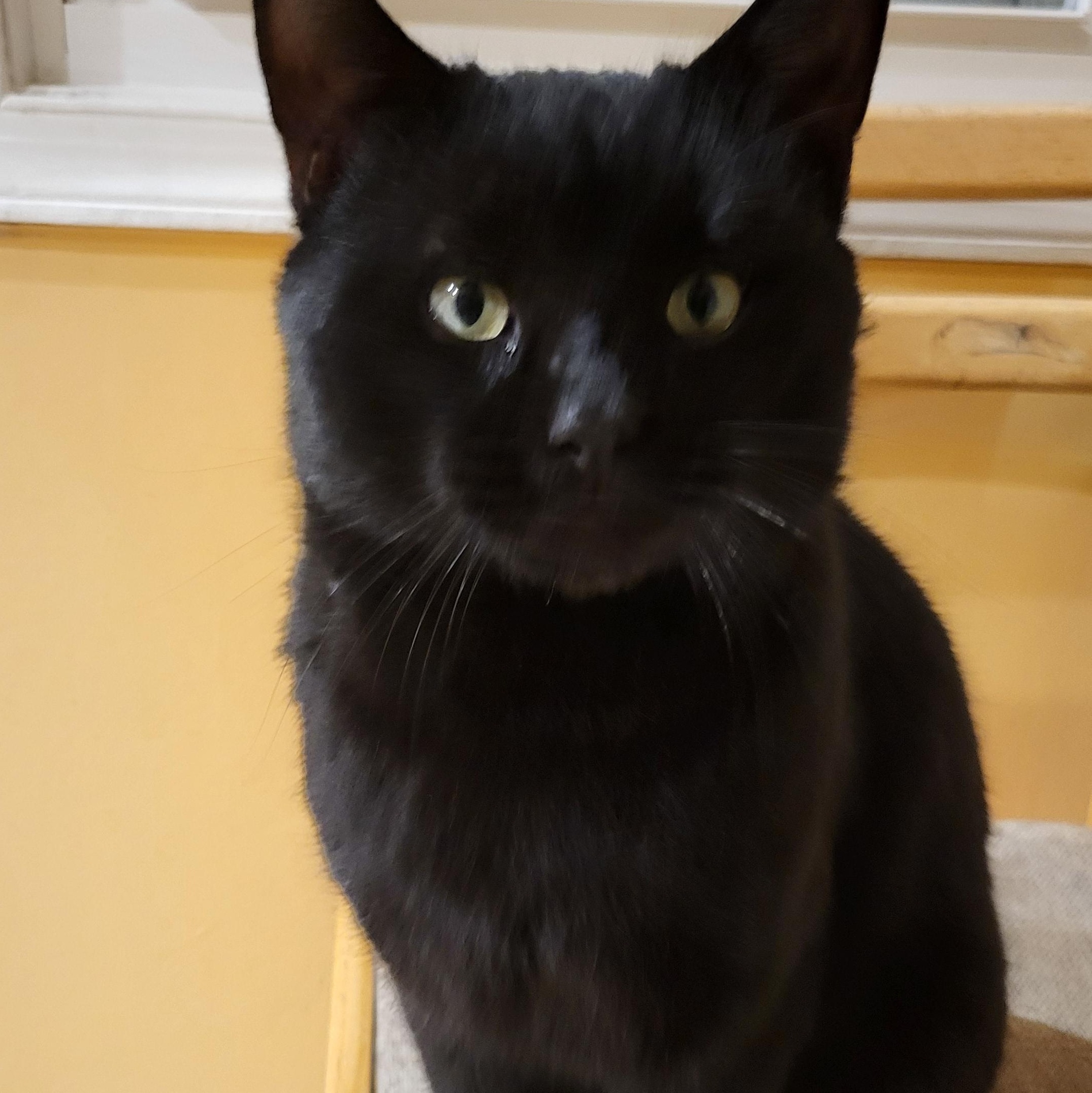 Enlarge Rod Courtesy Post , a ADOPTABLE Domestic Short Hair in Clifton, NJ image 1/5