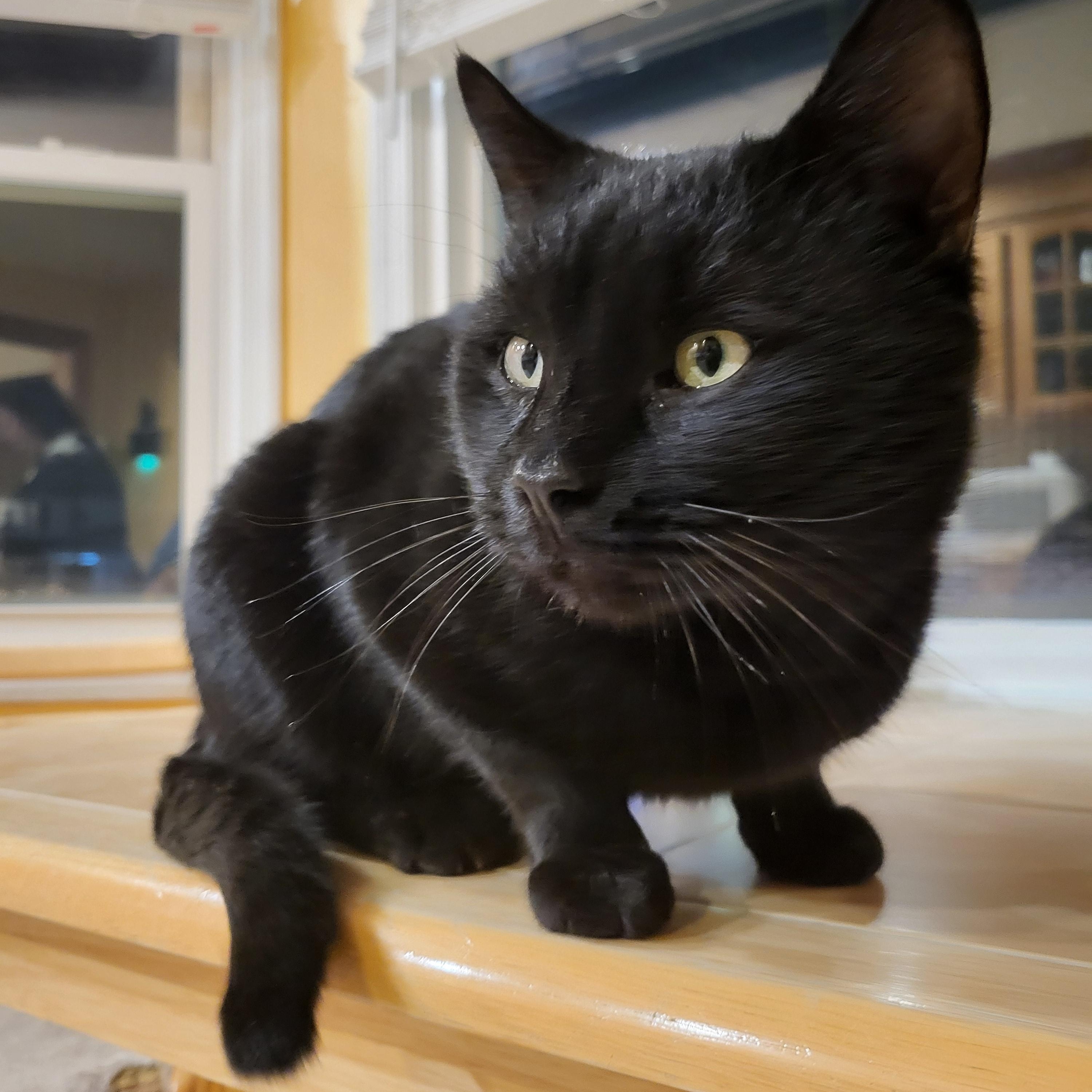 Enlarge Rod Courtesy Post , a ADOPTABLE Domestic Short Hair in Clifton, NJ image 3/5