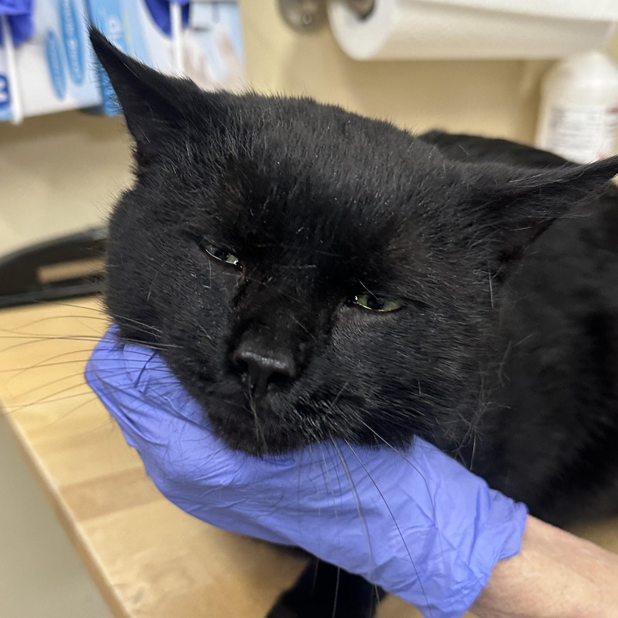 Enlarge Rod Courtesy Post , a ADOPTABLE Domestic Short Hair in Clifton, NJ image 5/5