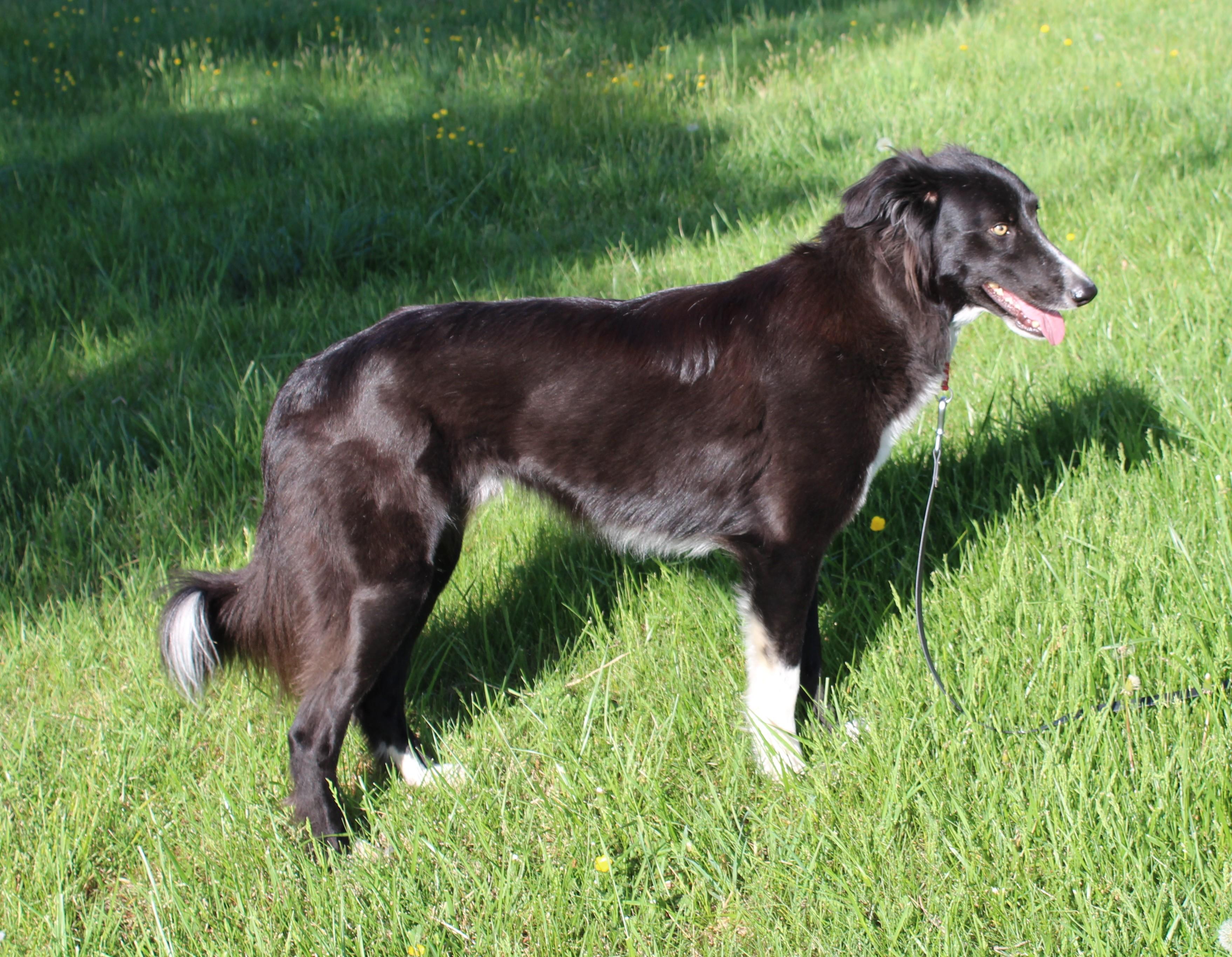 Lucas, a Adoptable mixed breed in Stevensburg, VA image 4/6