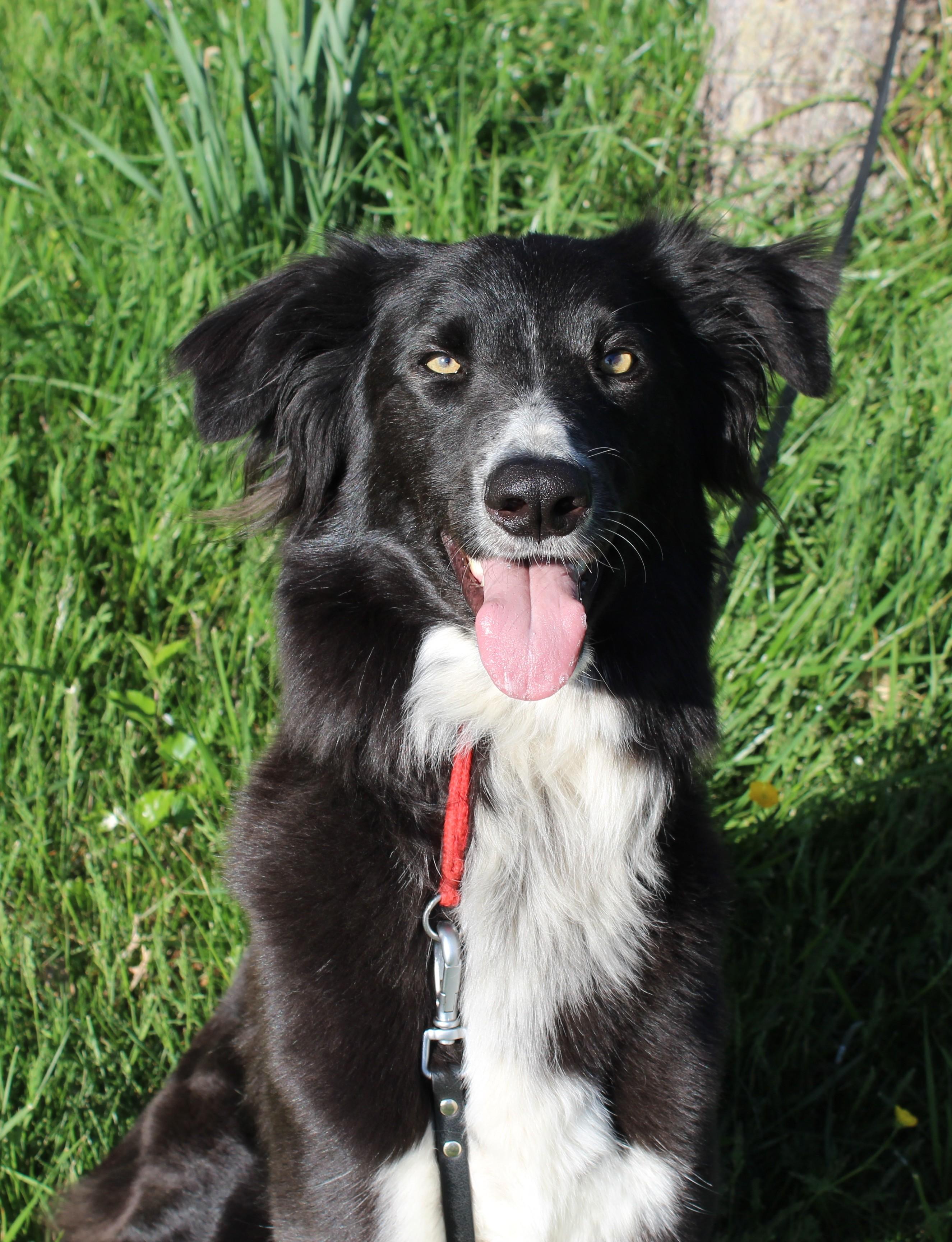 Lucas, a Adoptable mixed breed in Stevensburg, VA image 6/6