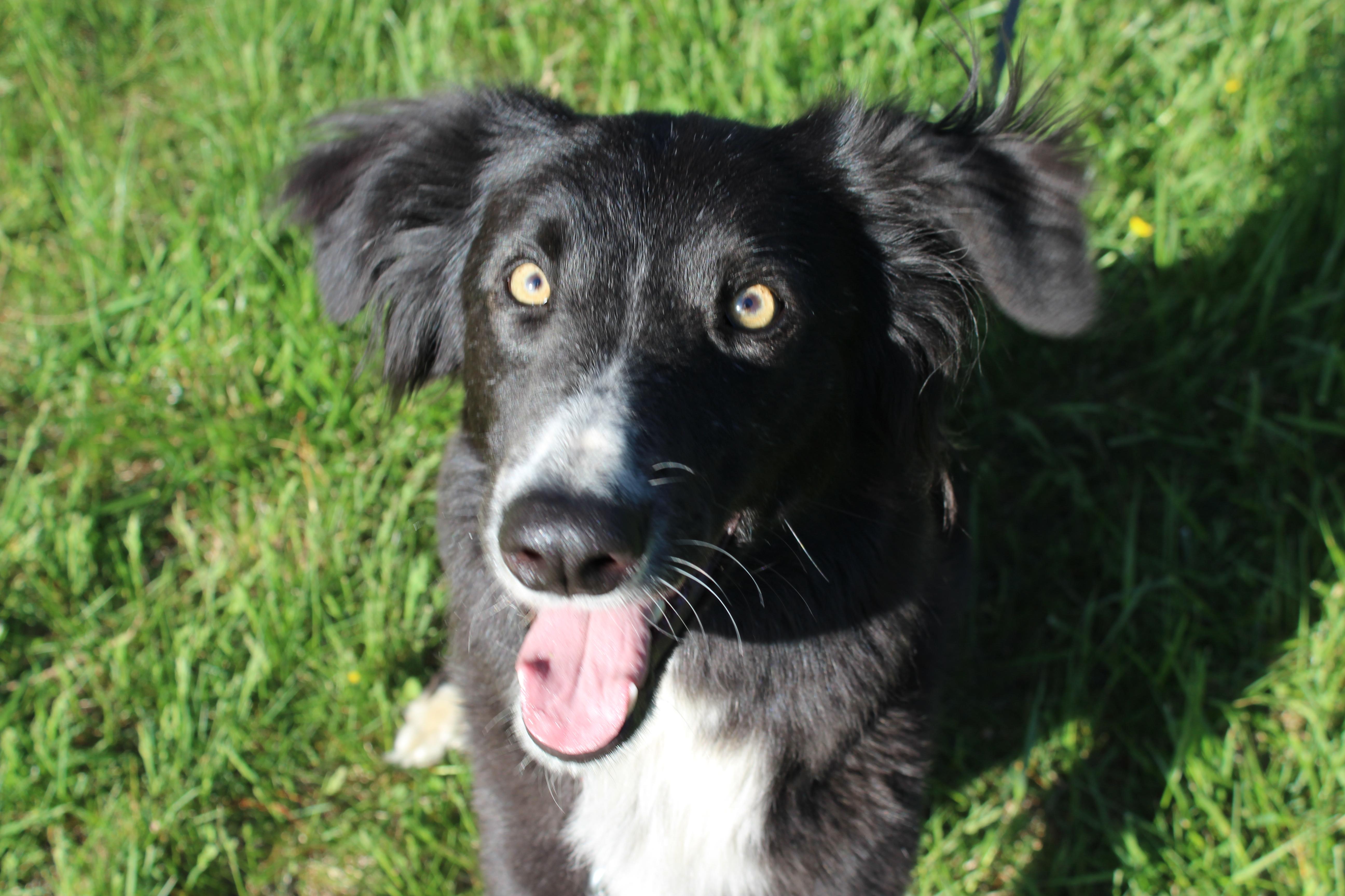 Lucas, a Adoptable mixed breed in Stevensburg, VA image 2/6