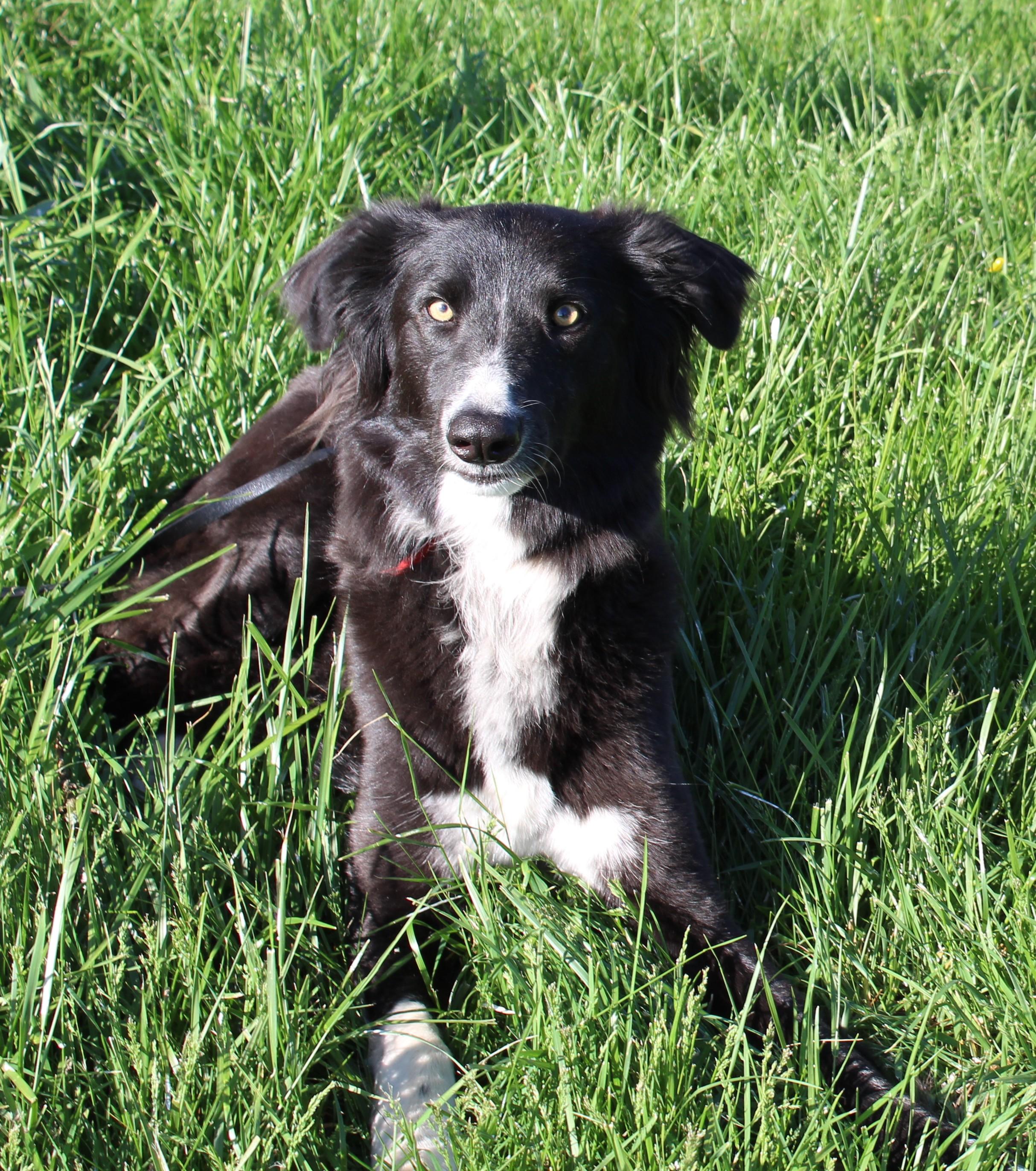 Lucas, a Adoptable mixed breed in Stevensburg, VA image 1/6