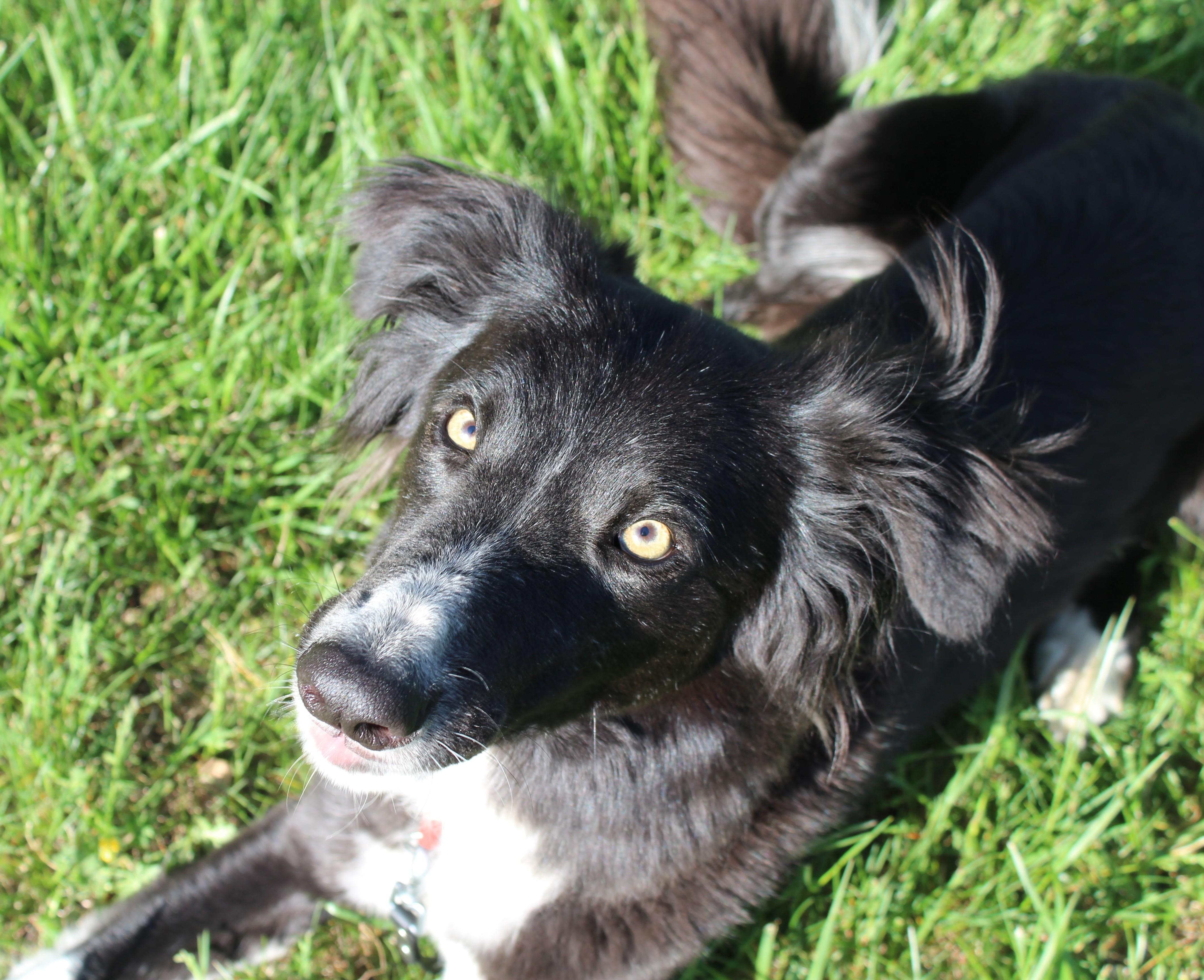 Lucas, a Adoptable mixed breed in Stevensburg, VA image 3/6