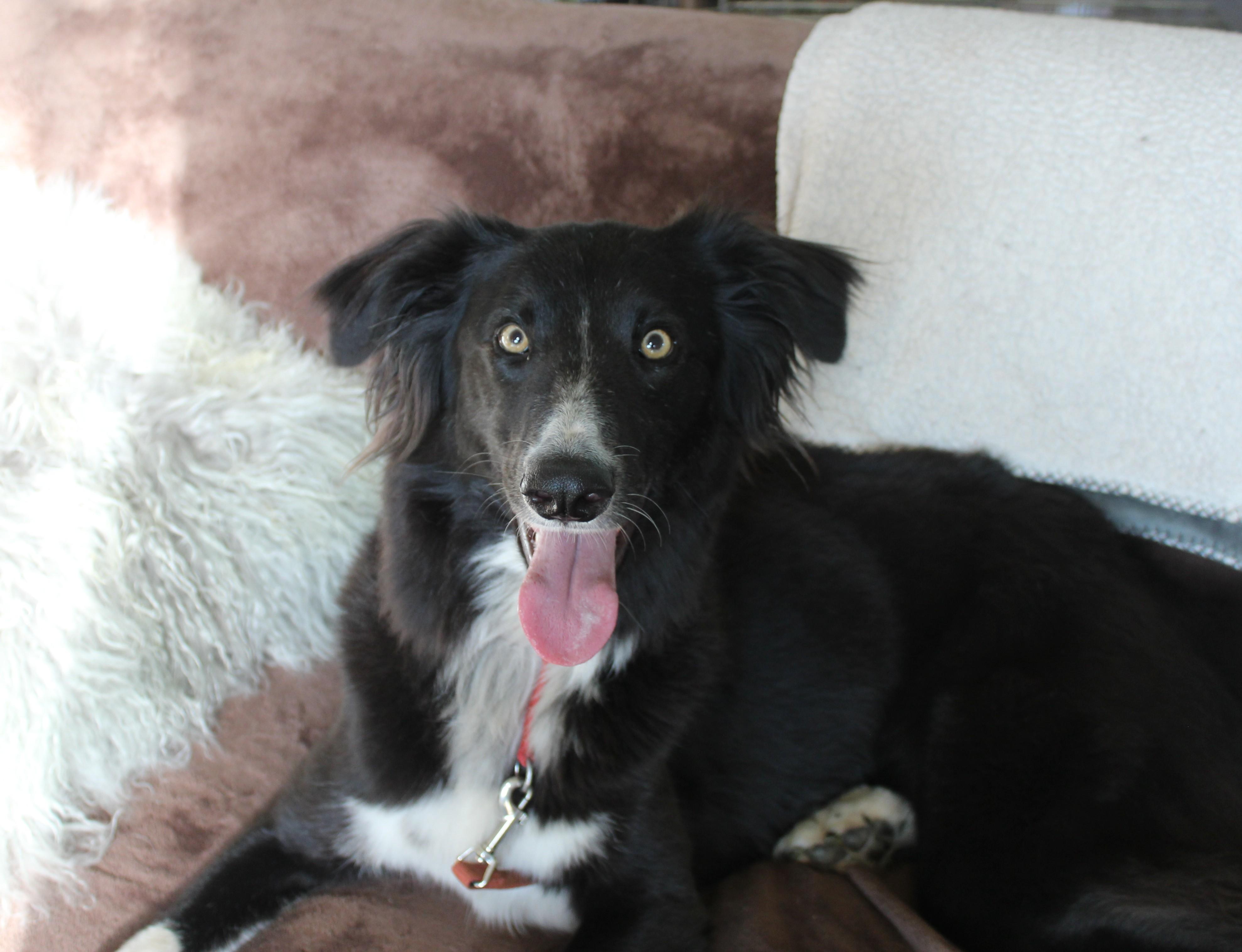 Lucas, a Adoptable mixed breed in Stevensburg, VA image 5/6