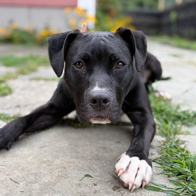 Charli, Adoptable, Young Female Mixed Breed.