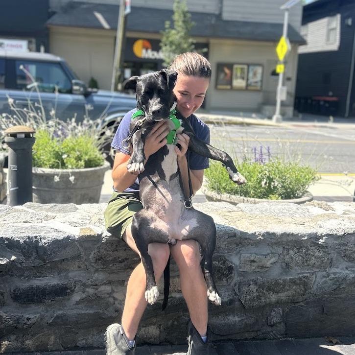 Enlarge Charli, a Adoptable Mixed Breed in Bangall, NY image 2/6