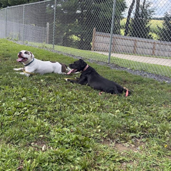 Enlarge Charli, a Adoptable Mixed Breed in Bangall, NY image 3/6