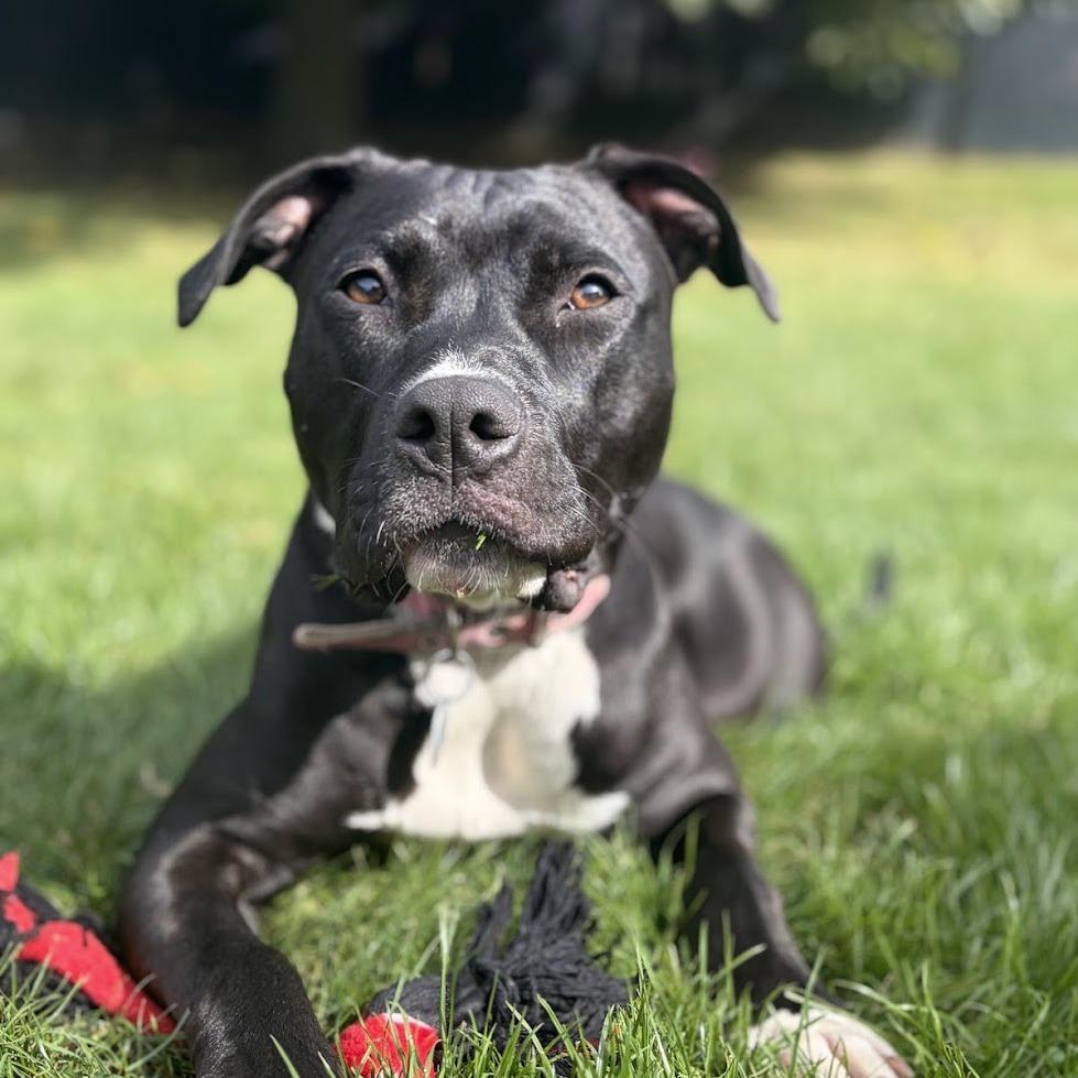 Enlarge Charli, a Adoptable Mixed Breed in Bangall, NY image 4/6