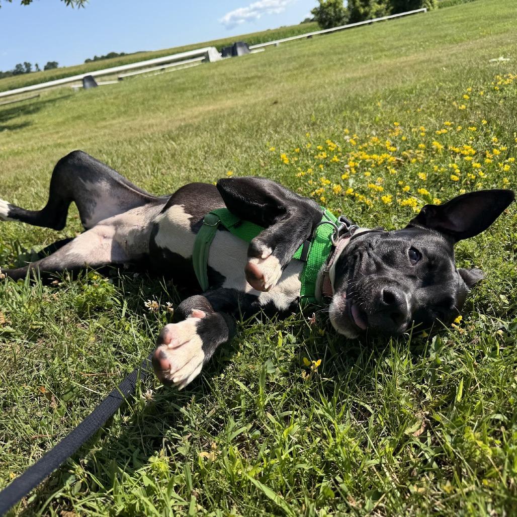 Enlarge Charli, a Adoptable Mixed Breed in Bangall, NY image 5/6