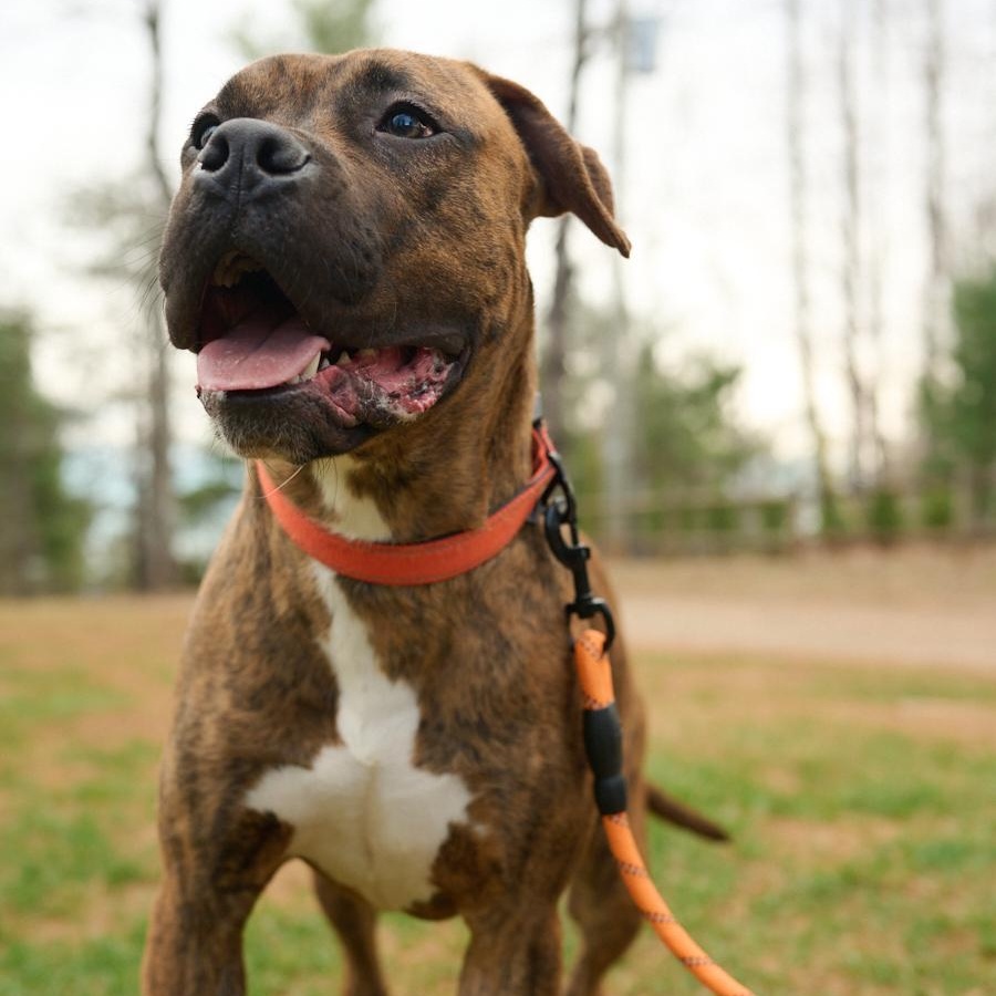 Enlarge Bandit *Community Post*, a ADOPTABLE mixed breed in Floyd, VA image 1/6