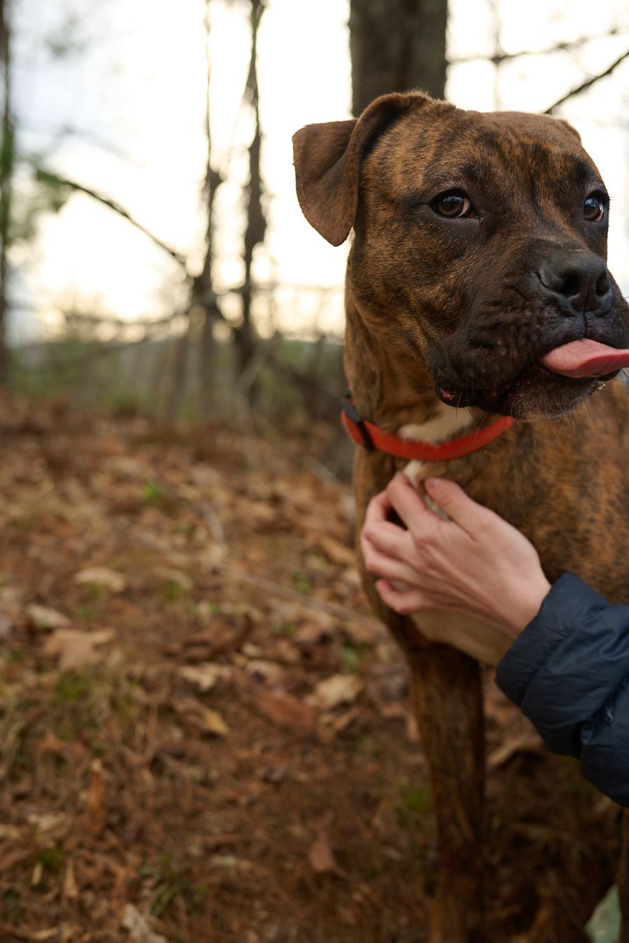 Enlarge Bandit *Community Post*, a ADOPTABLE mixed breed in Floyd, VA image 6/6
