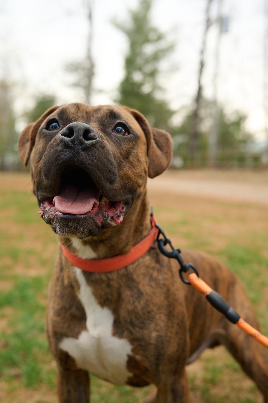 Enlarge Bandit *Community Post*, a ADOPTABLE mixed breed in Floyd, VA image 4/6